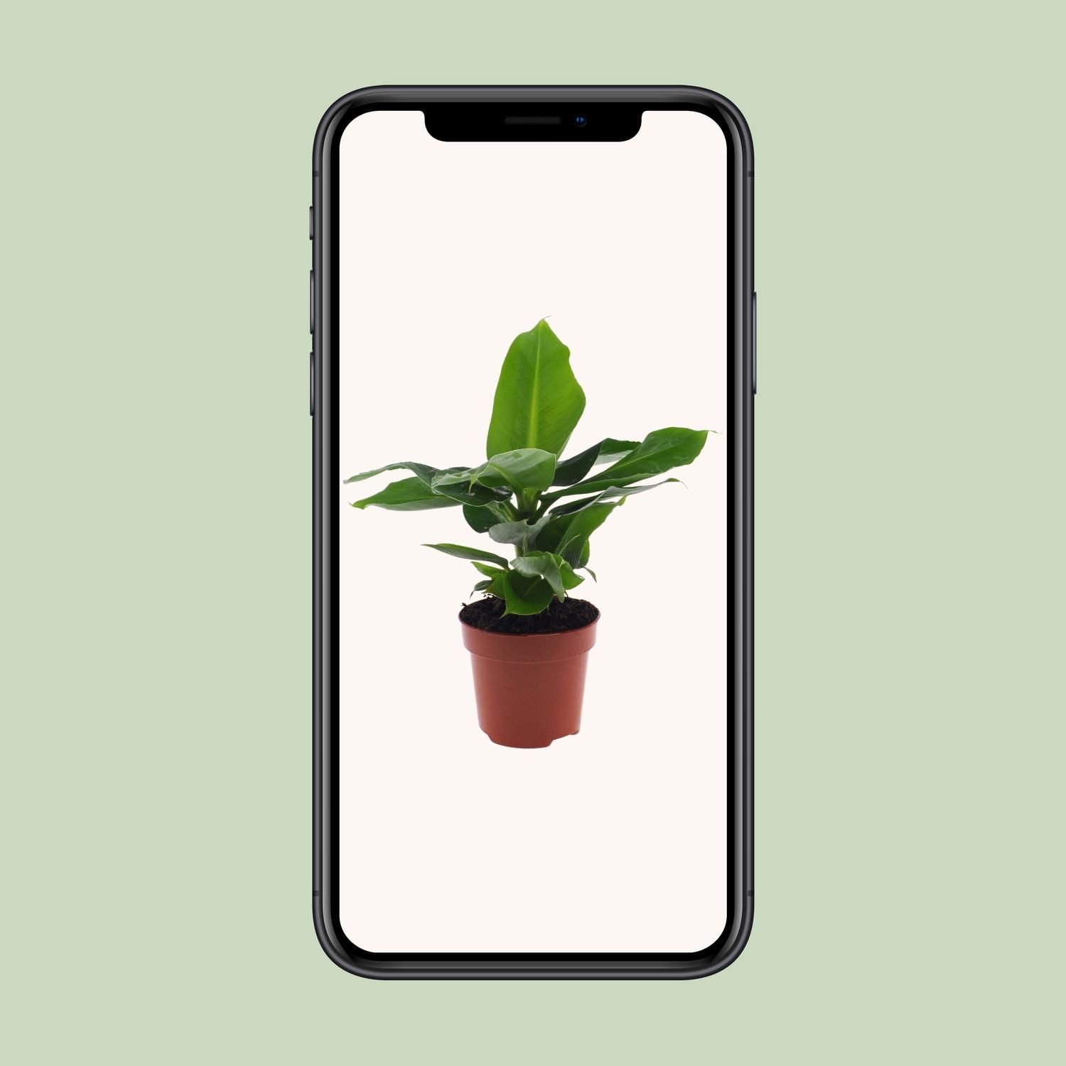 Musa Oriental Dwarf (8720634287364)