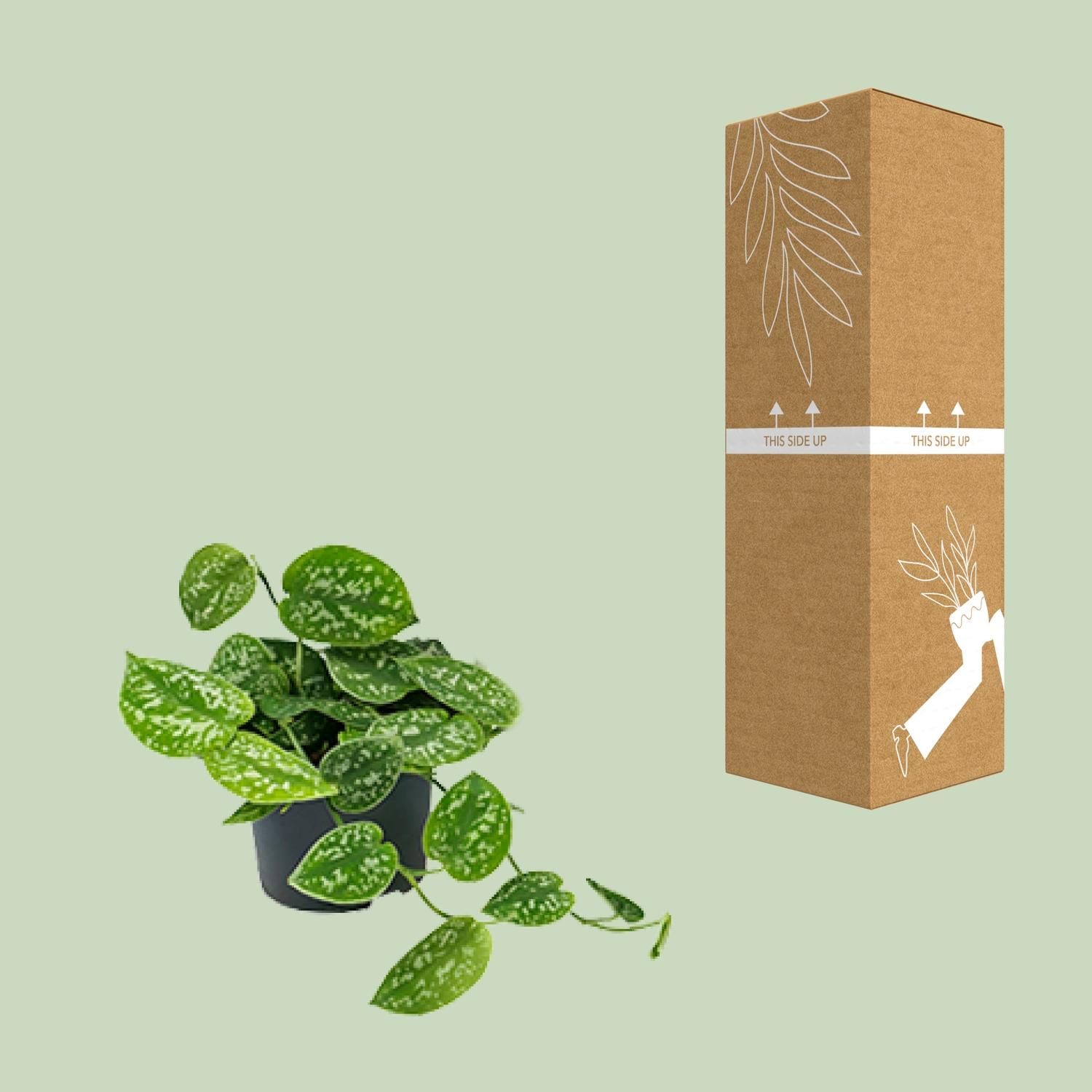 Scindapsus Pictus Argyraeus (8720634284752)