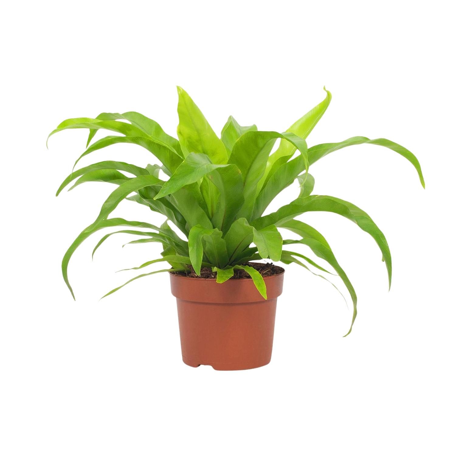 Asplenium Antiquum 12cm (28764)