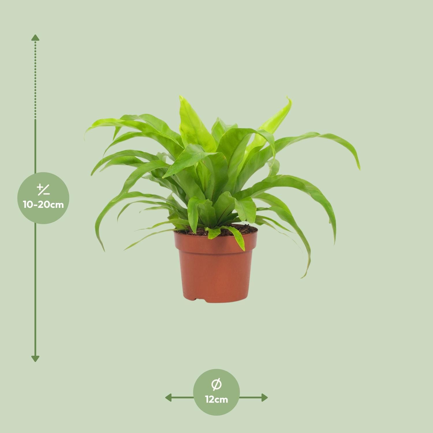 Asplenium Antiquum 12cm (28764)