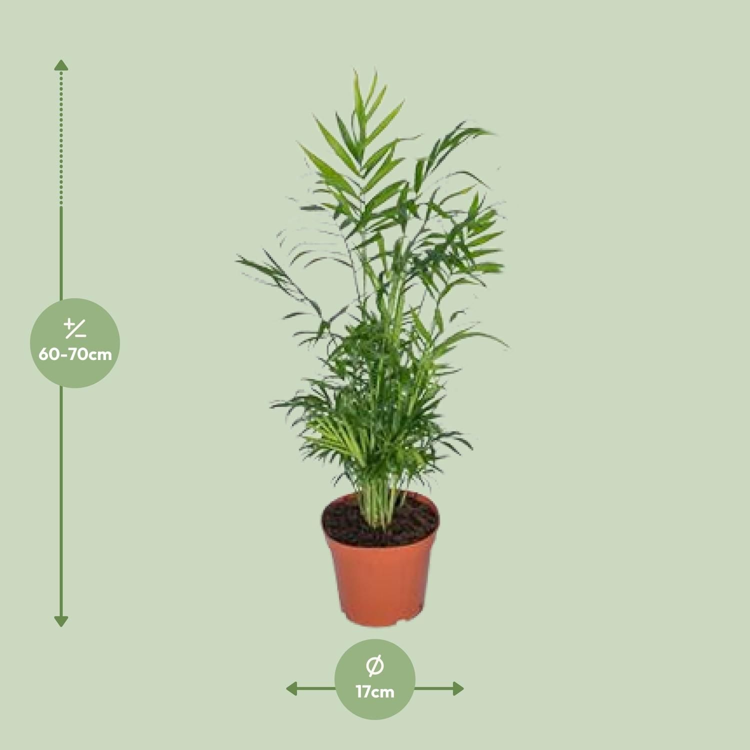 Chamaedorea Elegans - Mexicaanse Bergpalm (8720634284288)