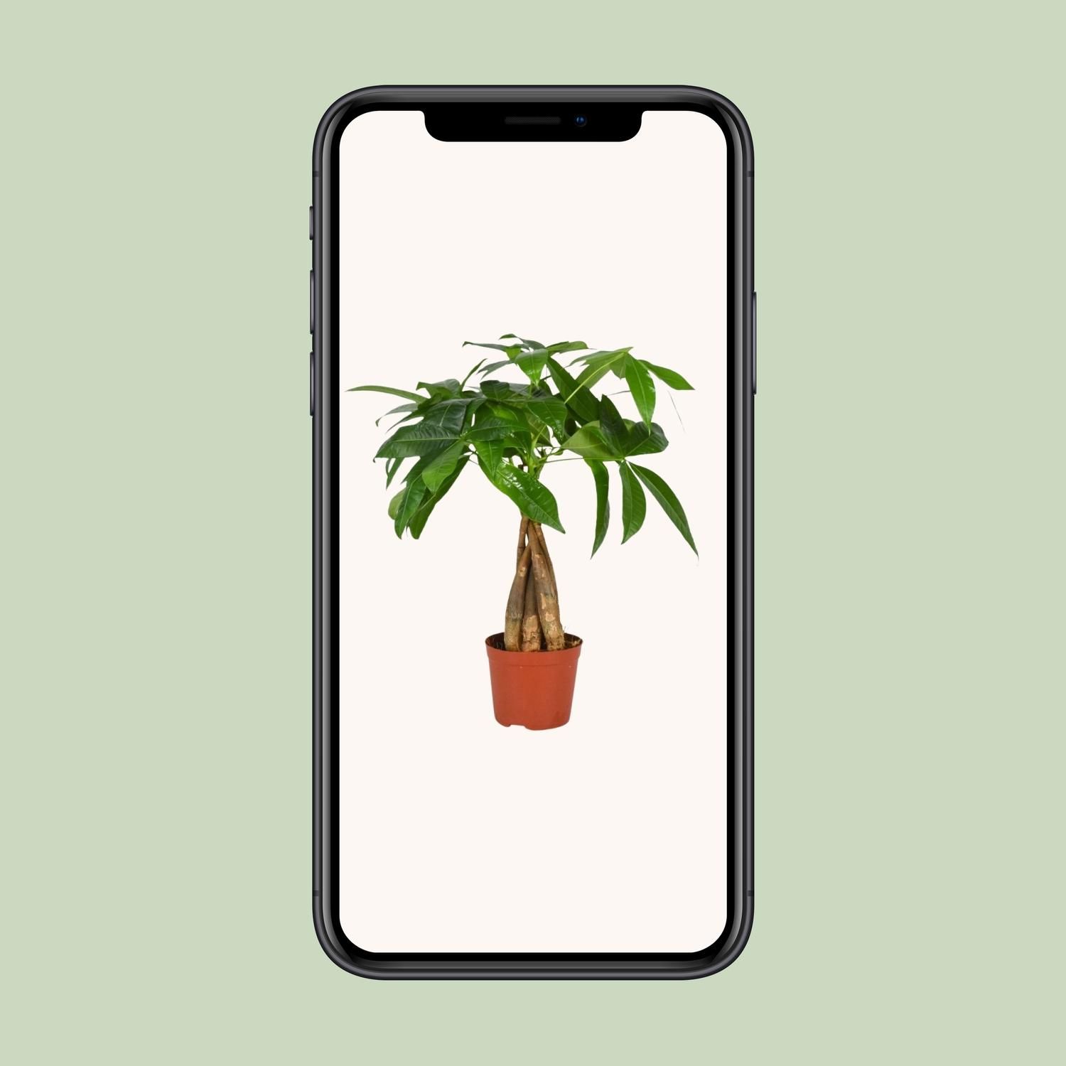 Pachira Aquatica (12554)