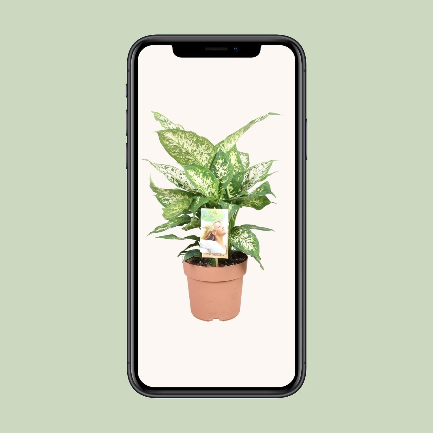 Dieffenbachia Compacta (9693)