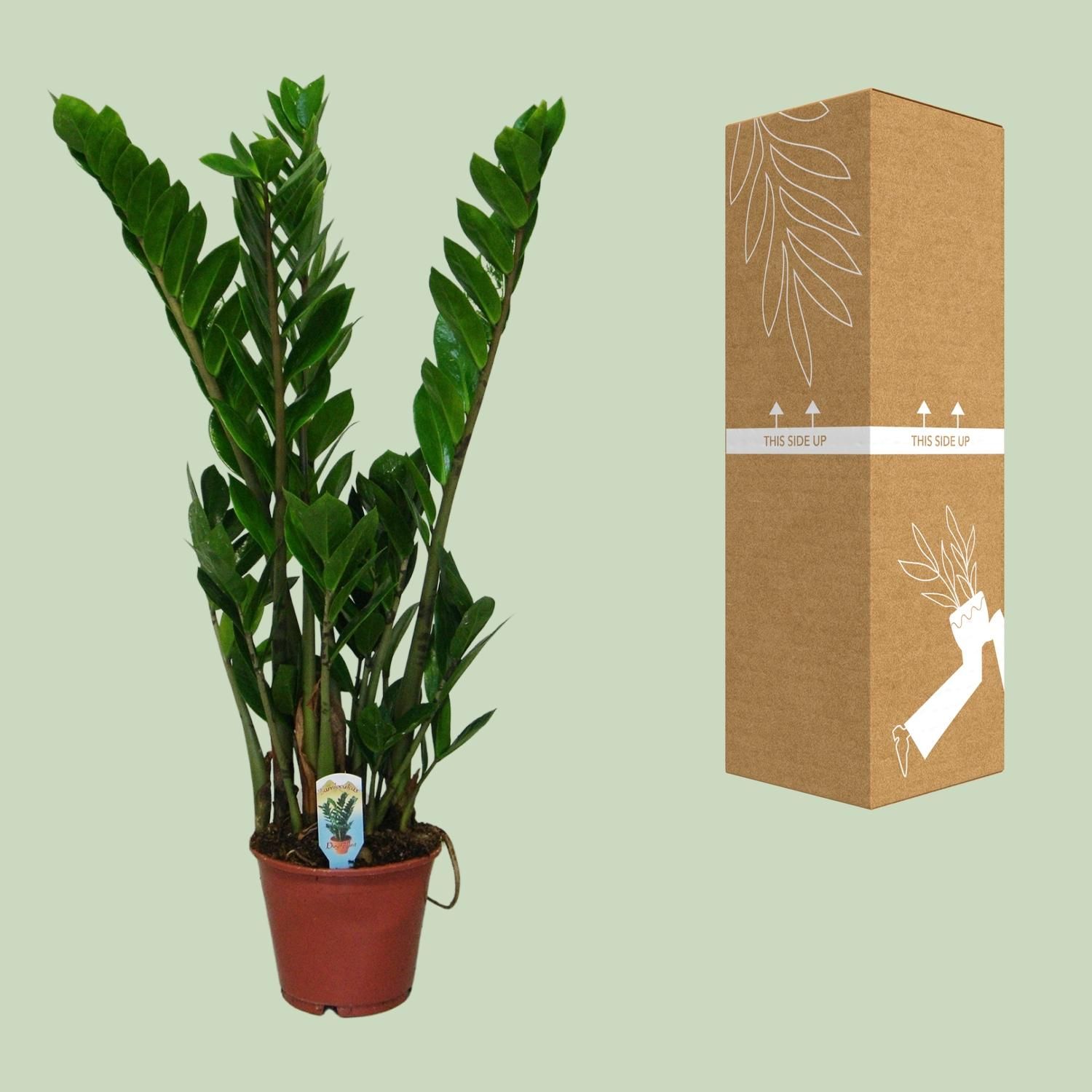 Zamioculcas Zamiifolia (8720634284660)