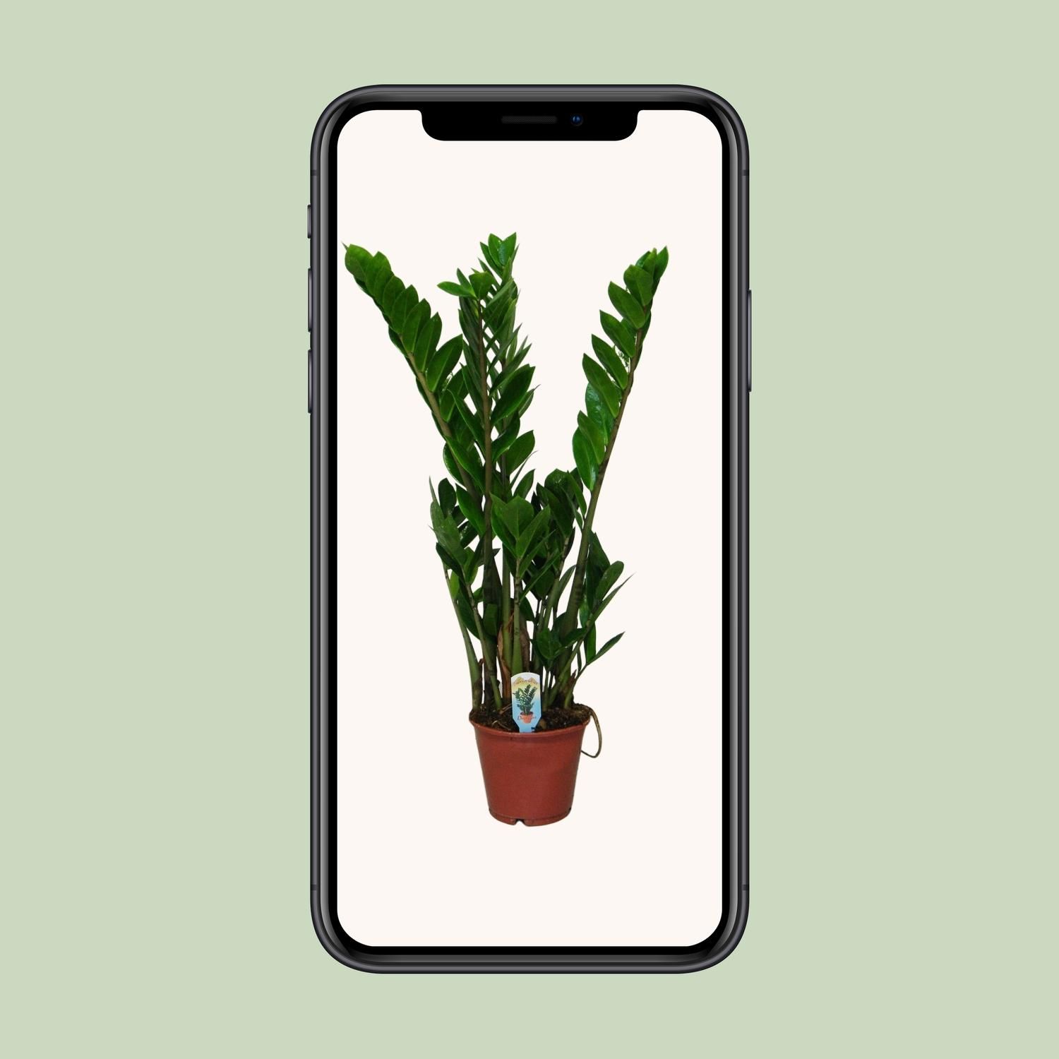 Zamioculcas Zamiifolia (8720634284660)