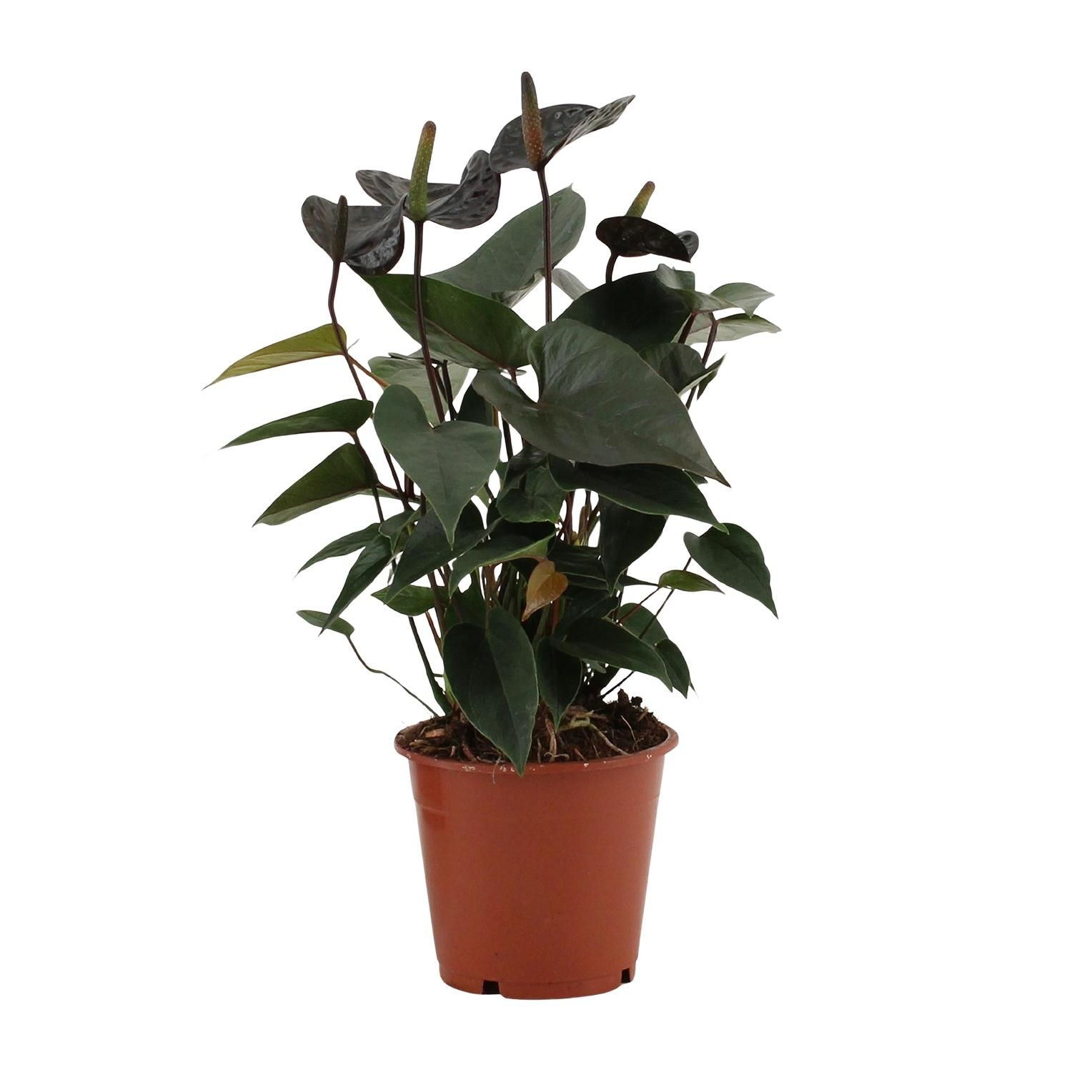 Anthurium Black Love In Transparant Sleeve (28824)