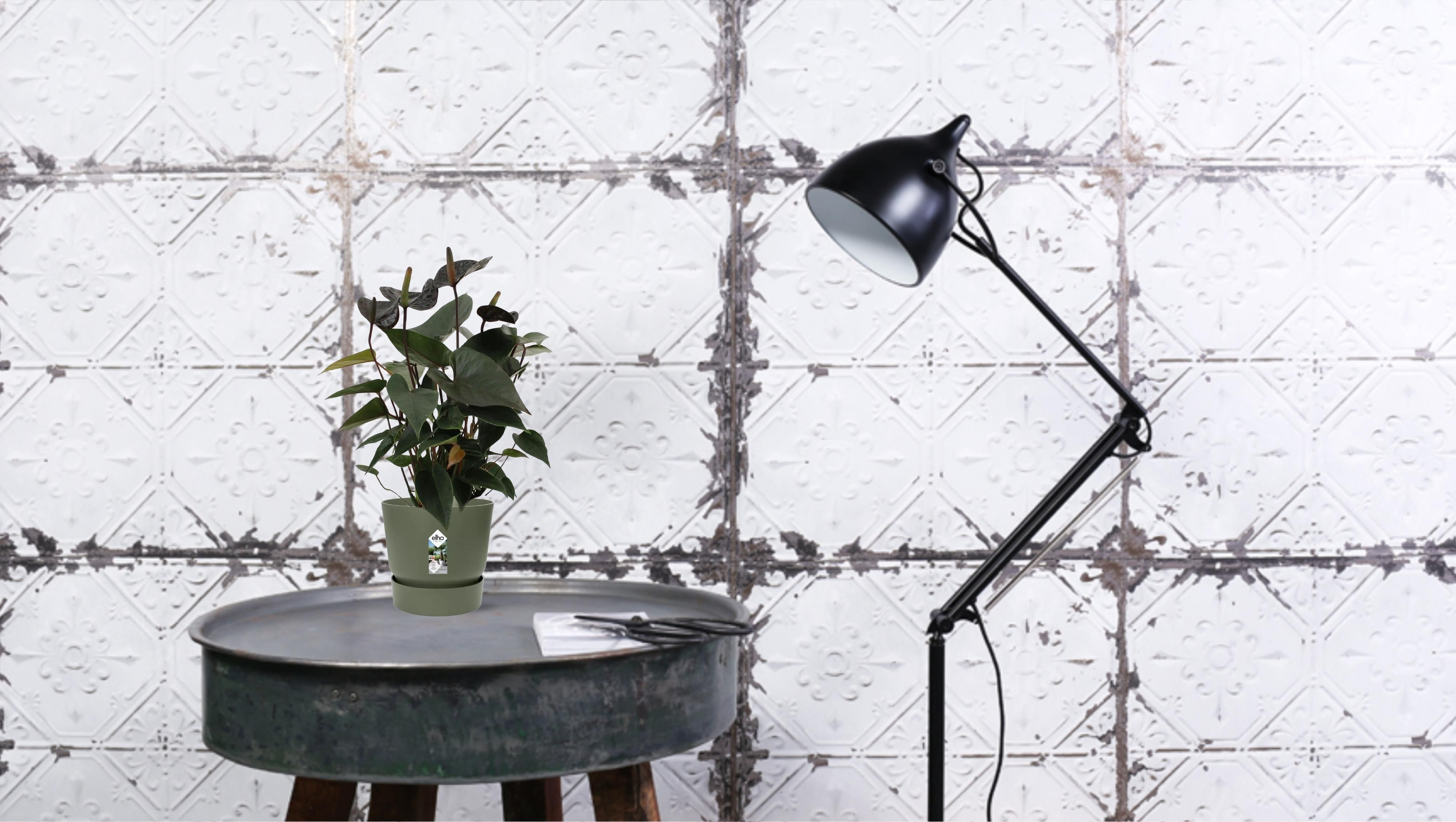 Anthurium Black Love In Transparant Sleeve (28824)