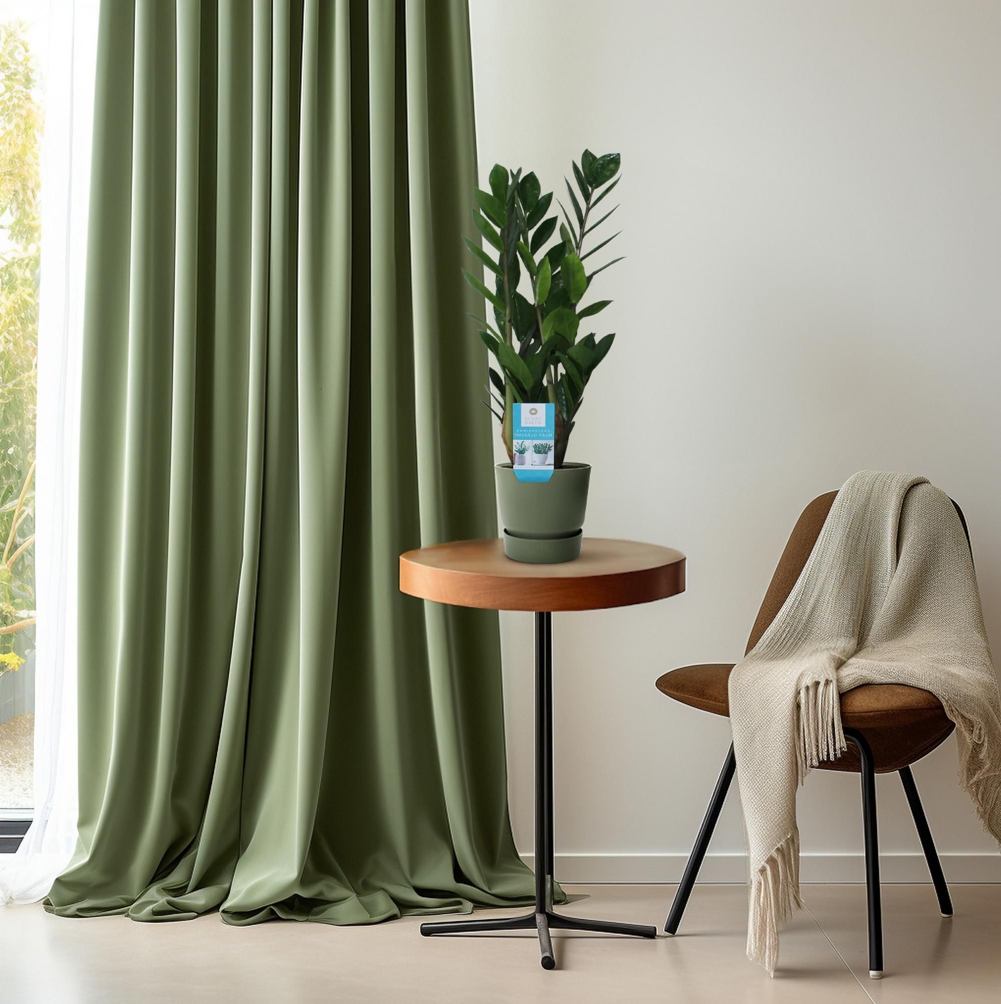 Zamioculcas Zamiifolia (16400)