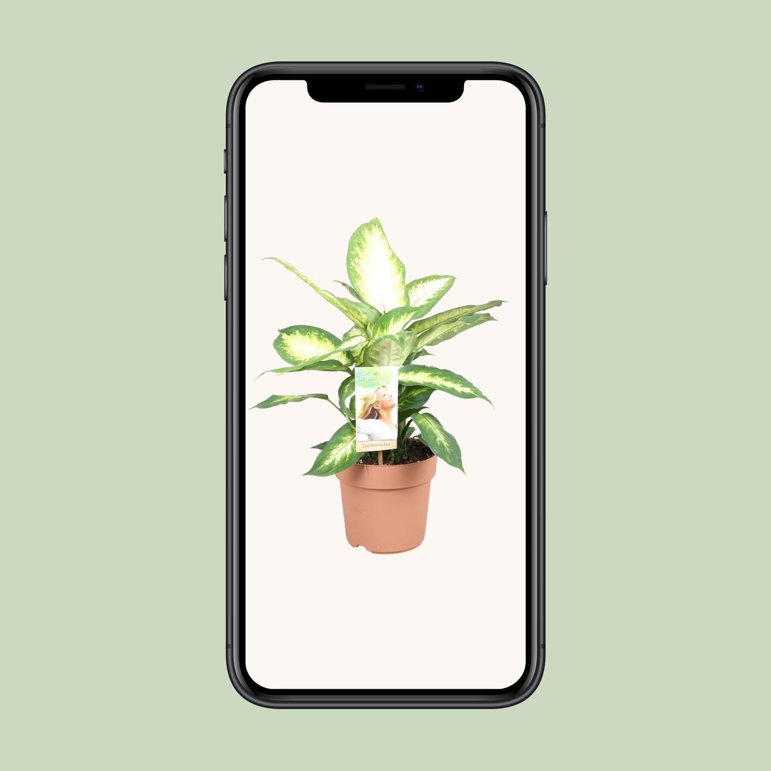 Dieffenbachia Camilla (9707)