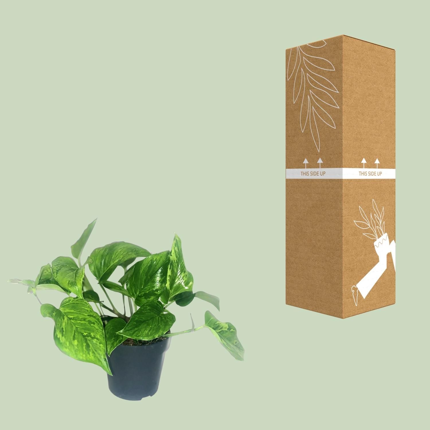 Scindapsus Pictus Trebie (16428)