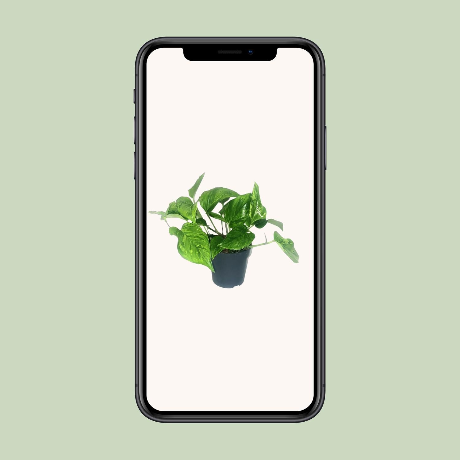 Scindapsus Pictus Trebie (16428)