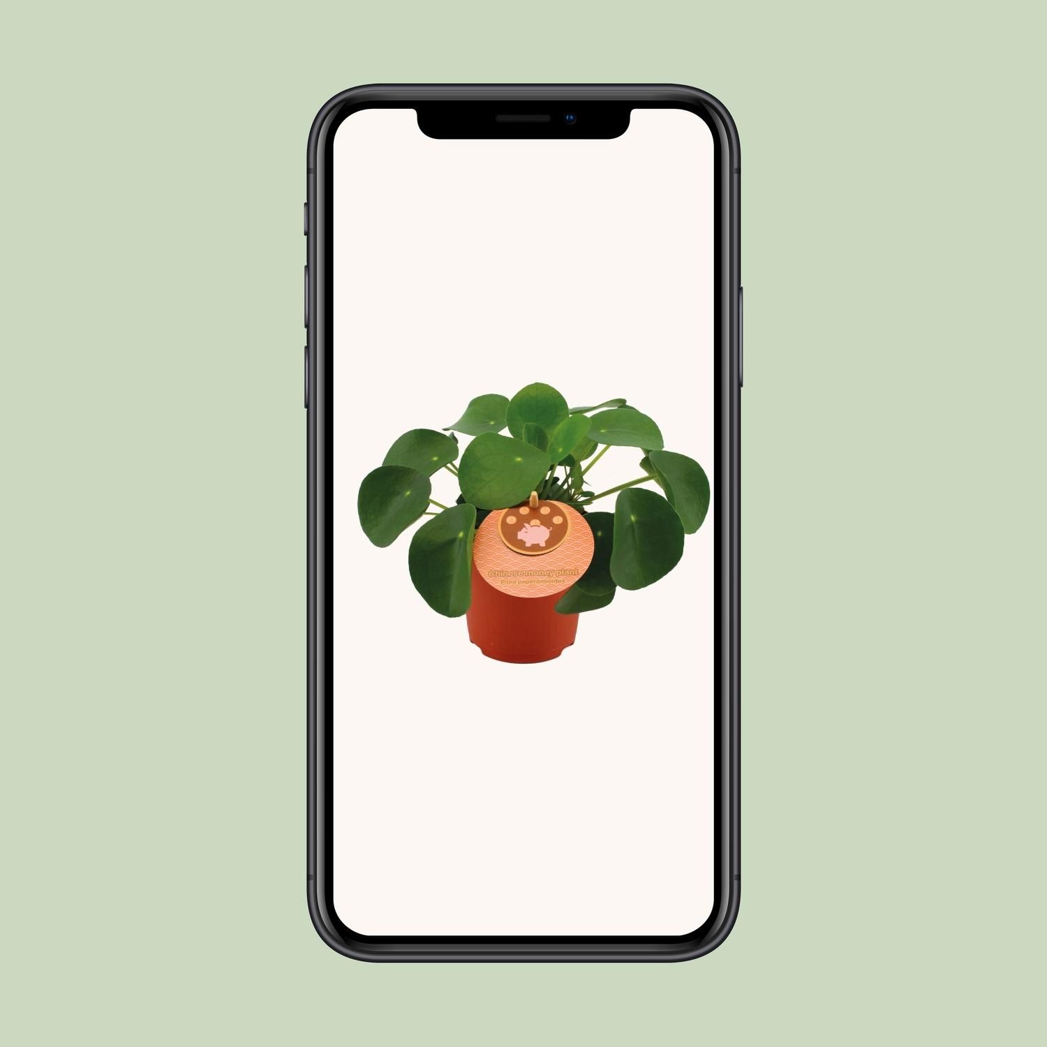 Pilea Peperomioides (12838)