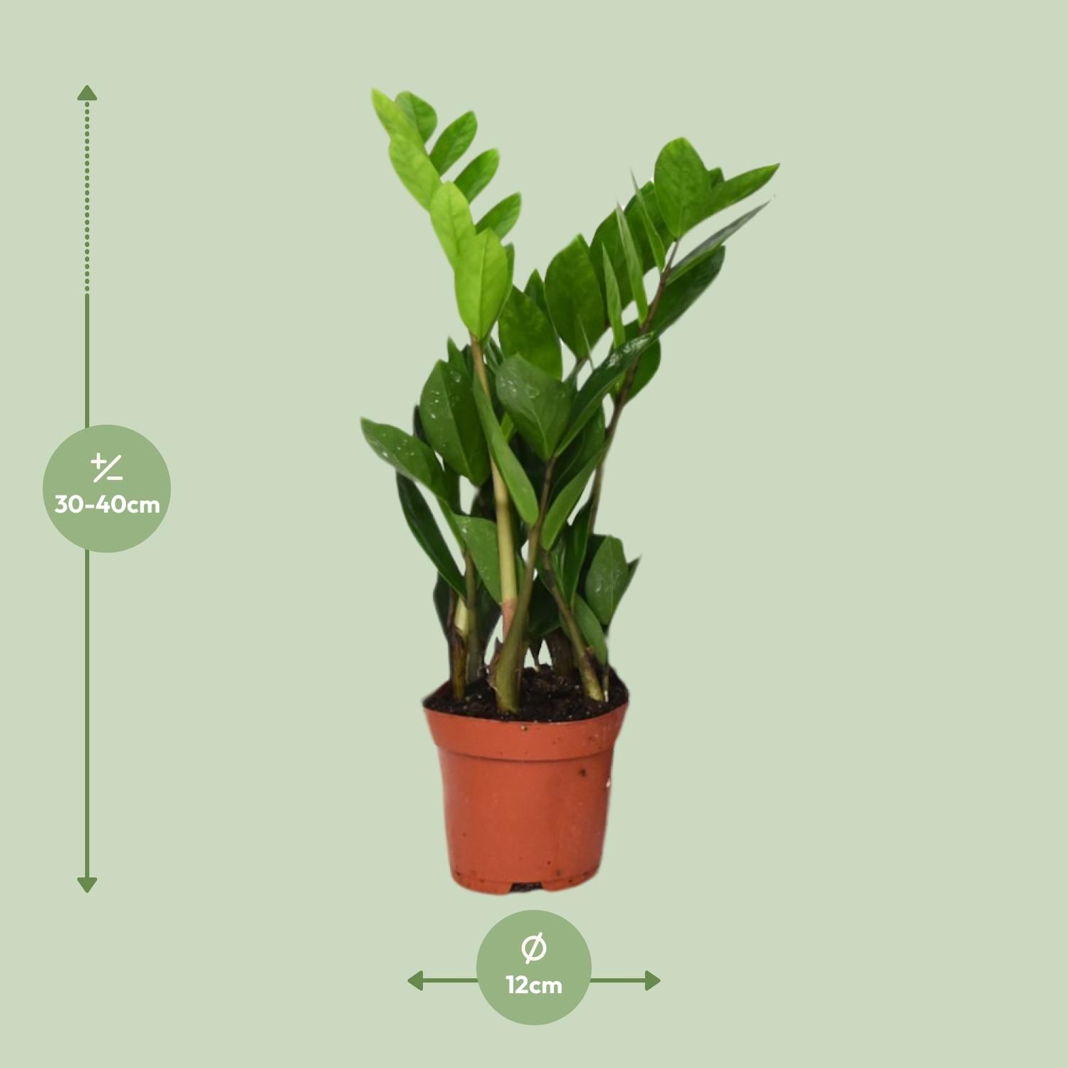 Zamioculcas Zamiifolia (8720634287692)
