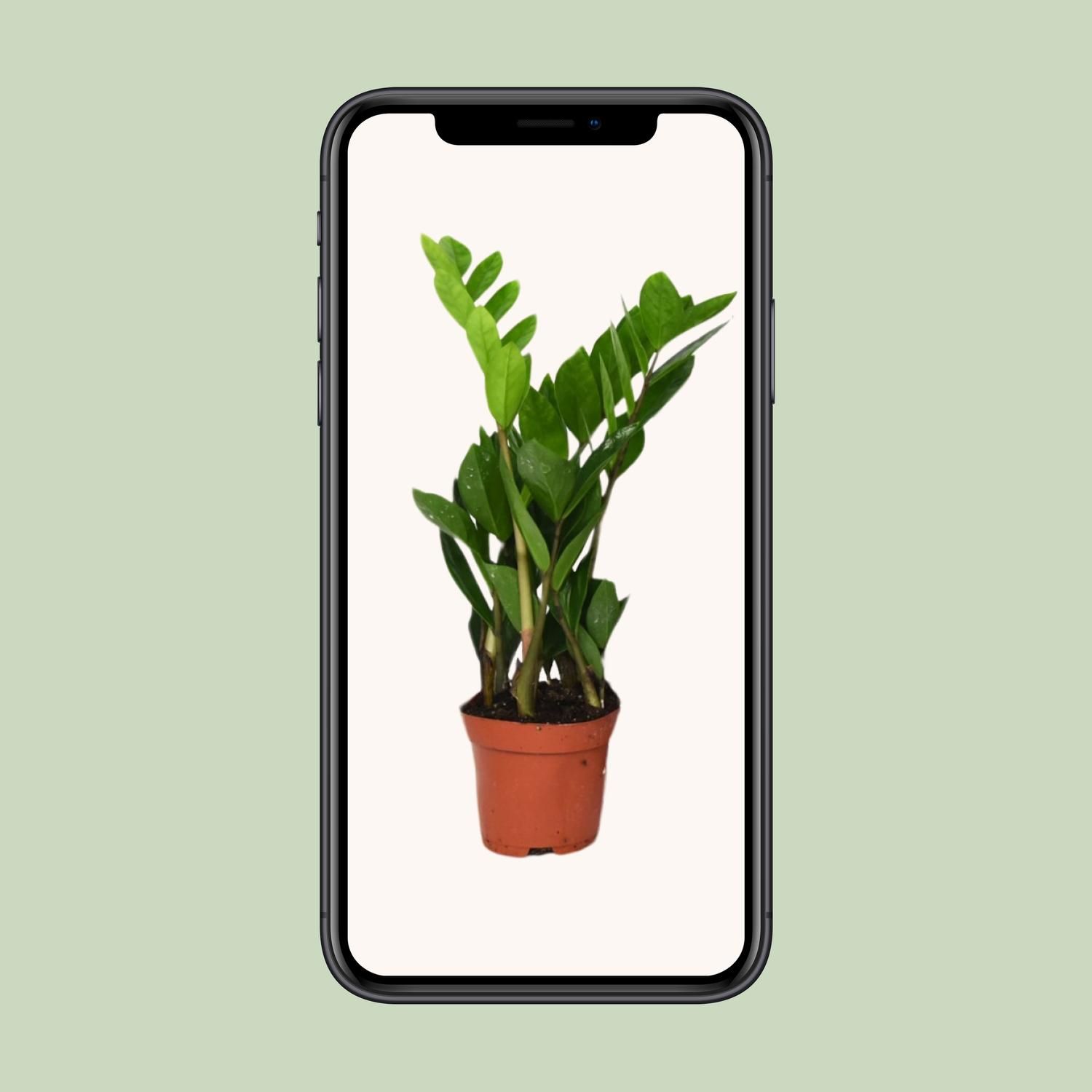 Zamioculcas Zamiifolia (8720634287692)