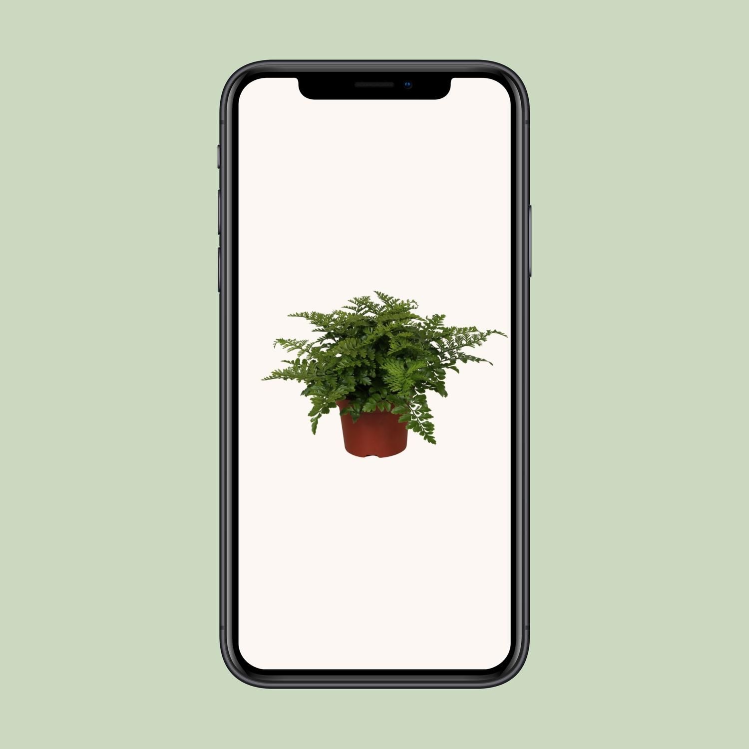 Asplenium Parvati (9631)