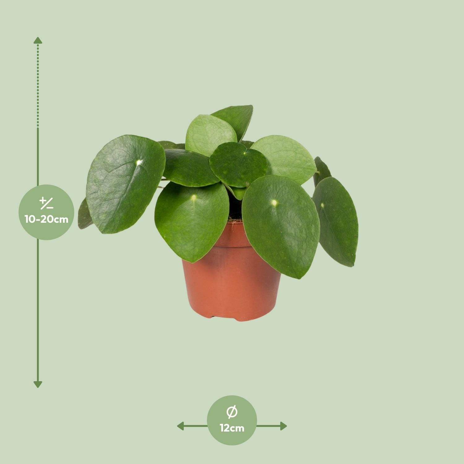 Pilea Peperomiodes - Pannekoekenplant (8720634285025)