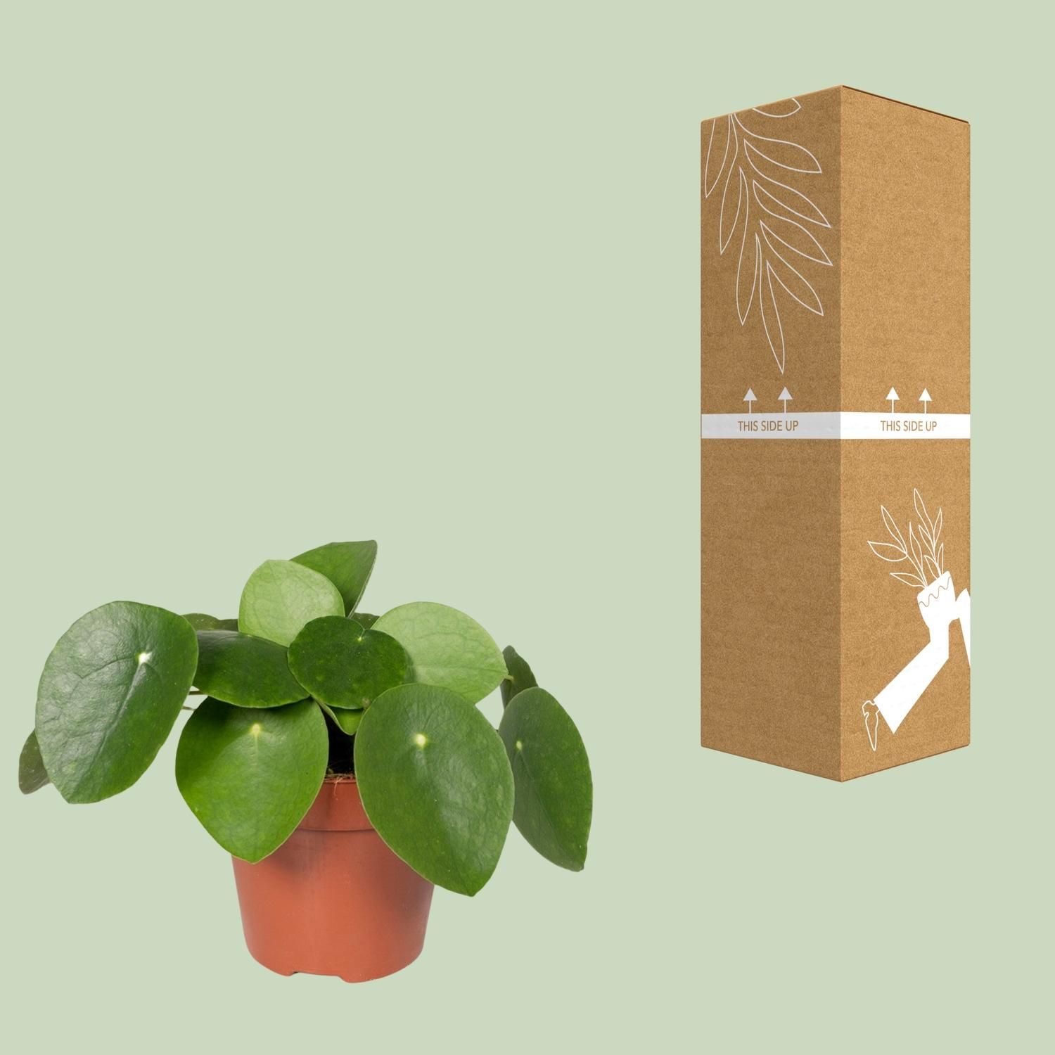 Pilea Peperomiodes - Pannekoekenplant (8720634285025)