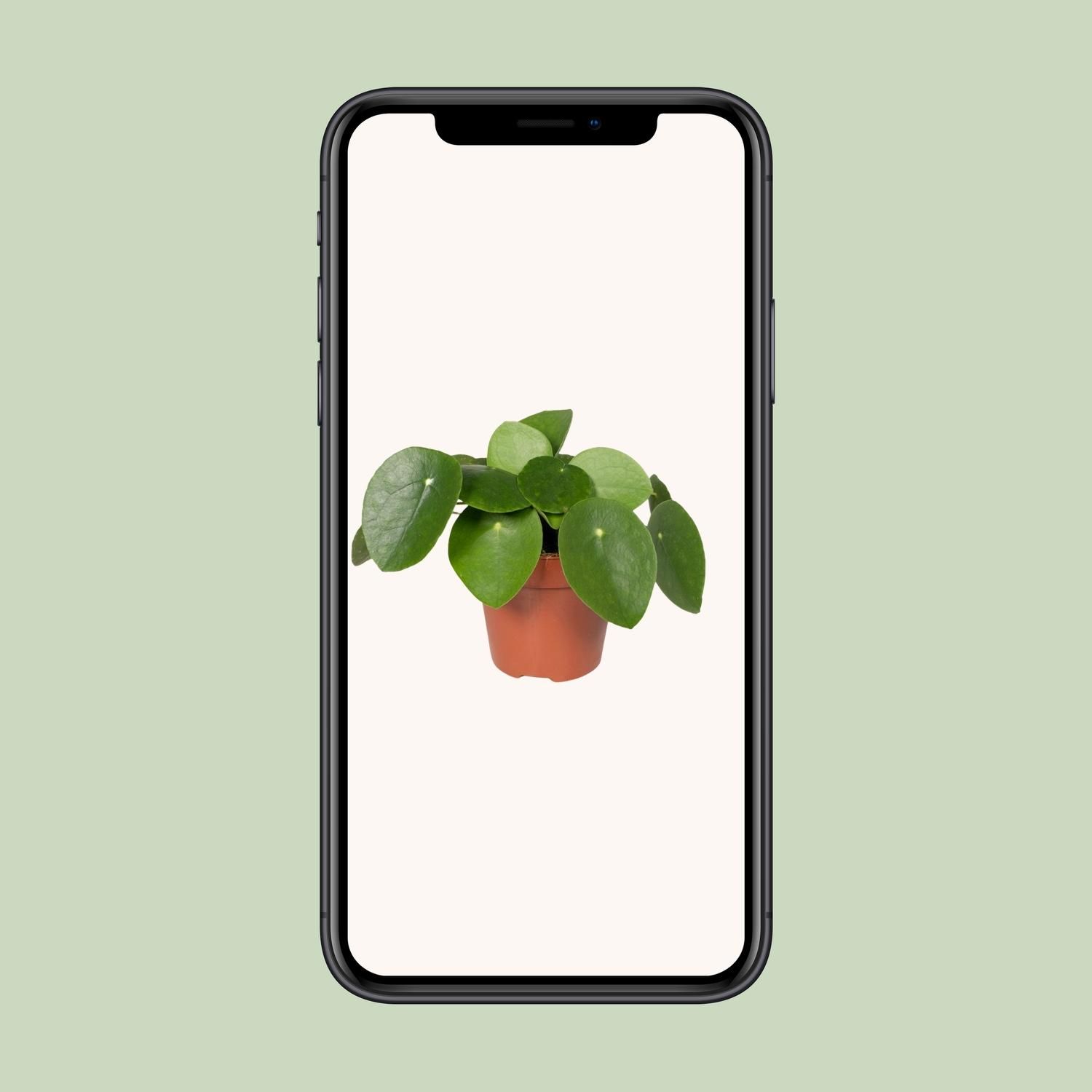 Pilea Peperomiodes - Pannekoekenplant (8720634285025)