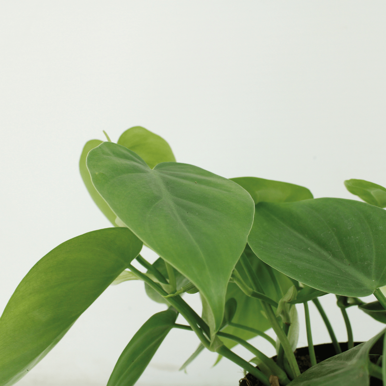 2x Philodendron Scandens - 15cm - ø12 (10272)