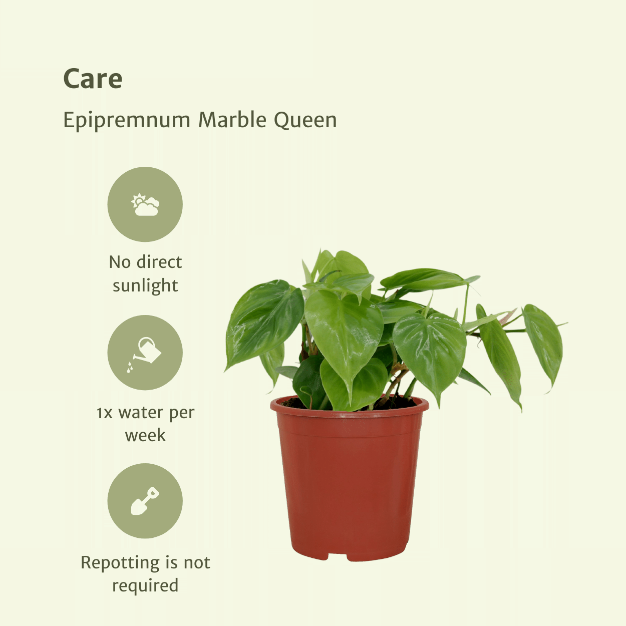 2x Philodendron Scandens - 15cm - ø12 (10272)