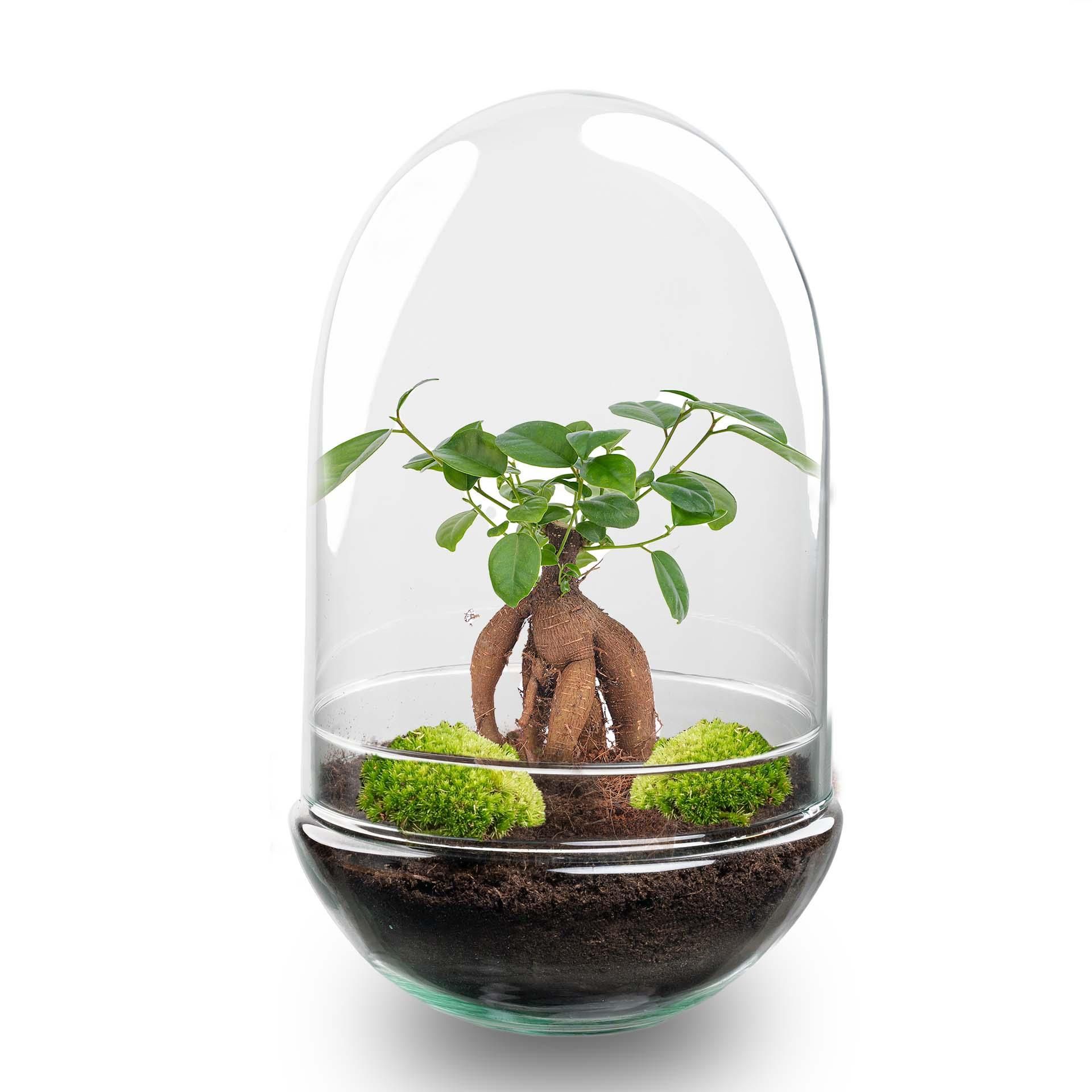 DIY Planten terrarium tweedelig bolglas - Egg XL Bonsai - Ø 17,5 cm ↑ 30 cm (8720872020174)