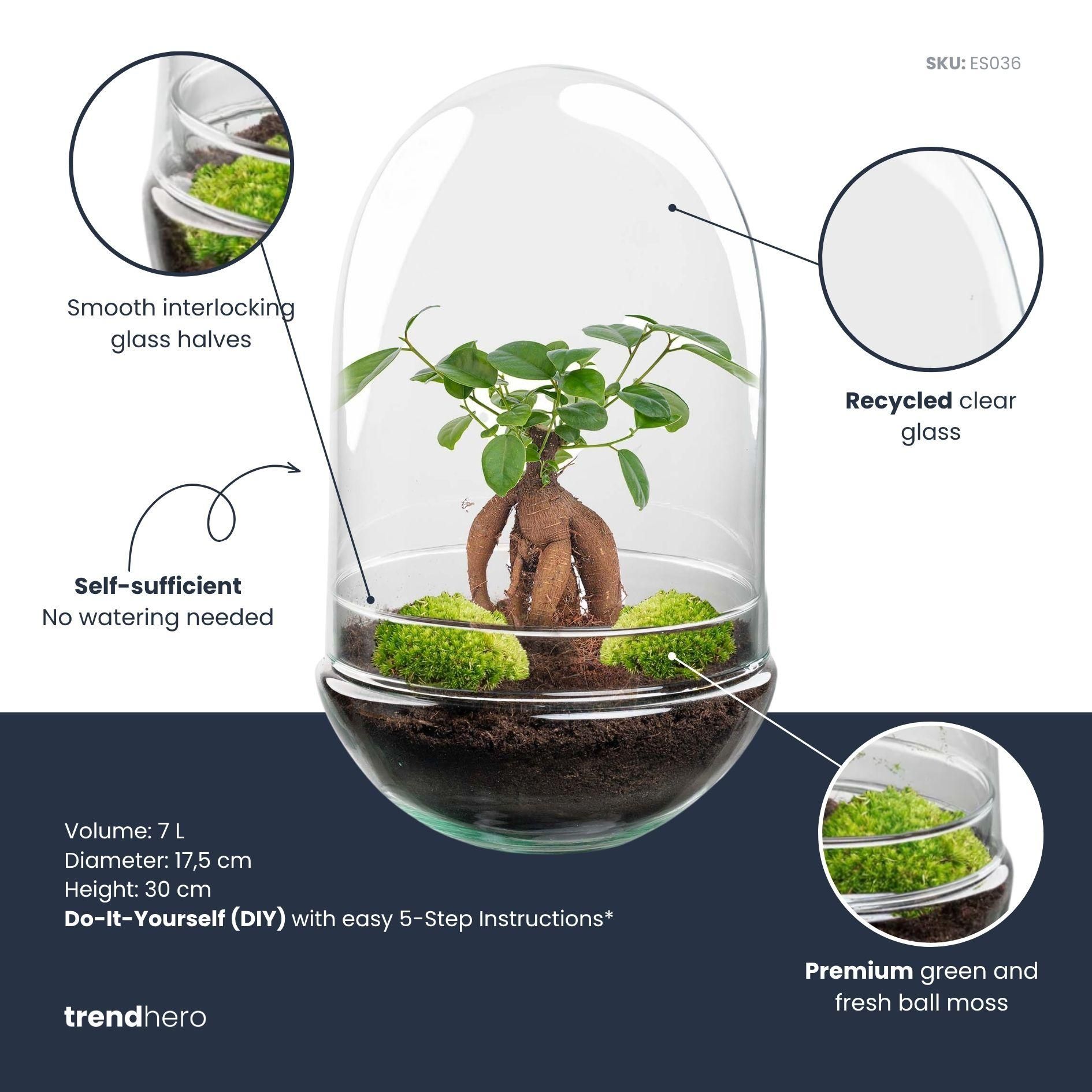 DIY Planten terrarium tweedelig bolglas - Egg XL Bonsai - Ø 17,5 cm ↑ 30 cm (8720872020174)