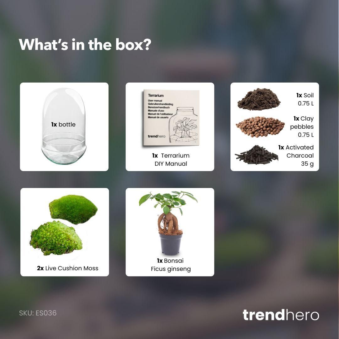 DIY Planten terrarium tweedelig bolglas - Egg XL Bonsai - Ø 17,5 cm ↑ 30 cm (8720872020174)