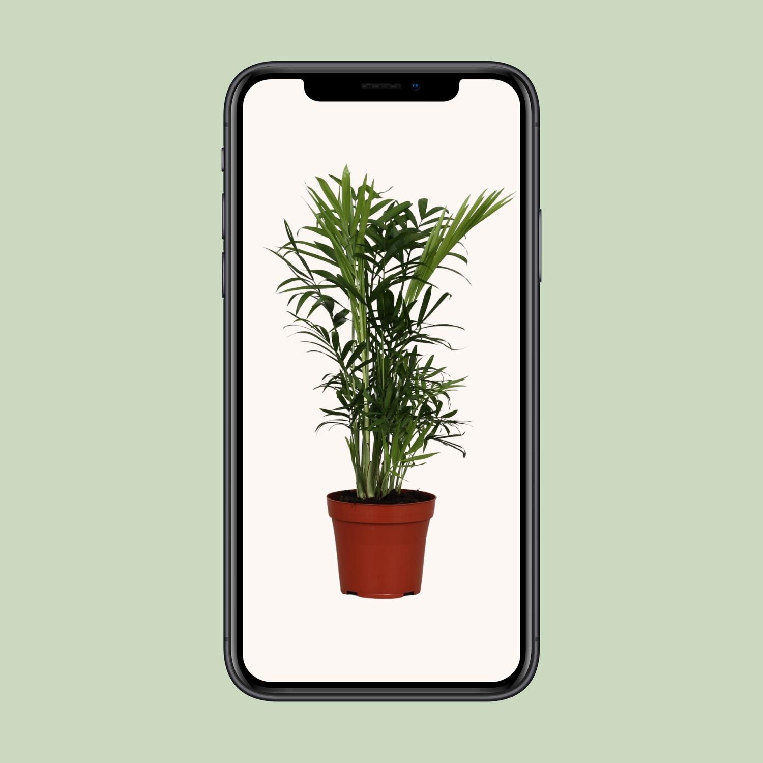 Chamaedorea Elegans (9617)