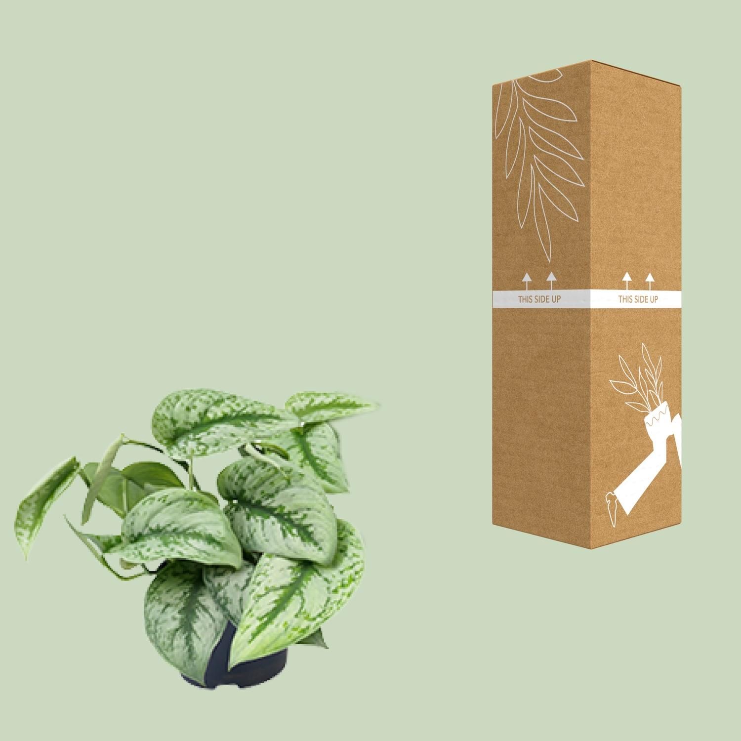 Scindapsus Pictus Trebie (8720634284714)