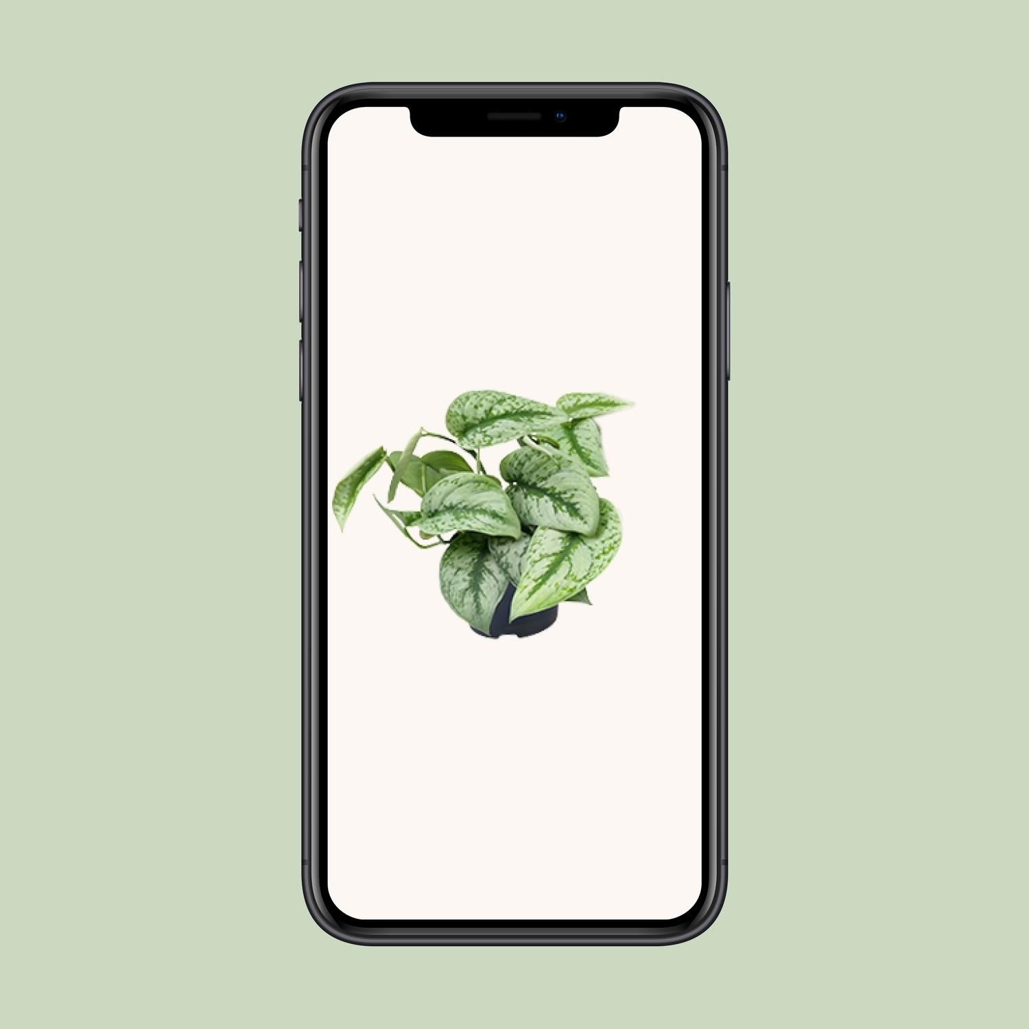 Scindapsus Pictus Trebie (8720634284714)