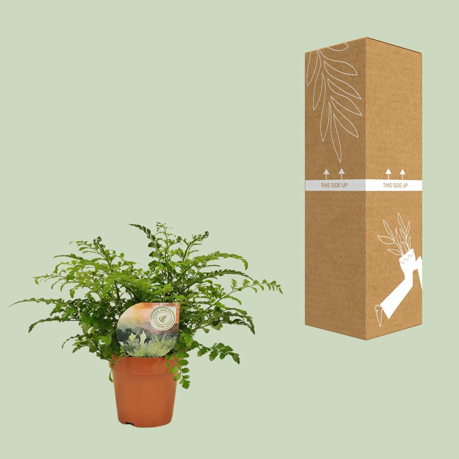 Asplenium Parvati (16775)