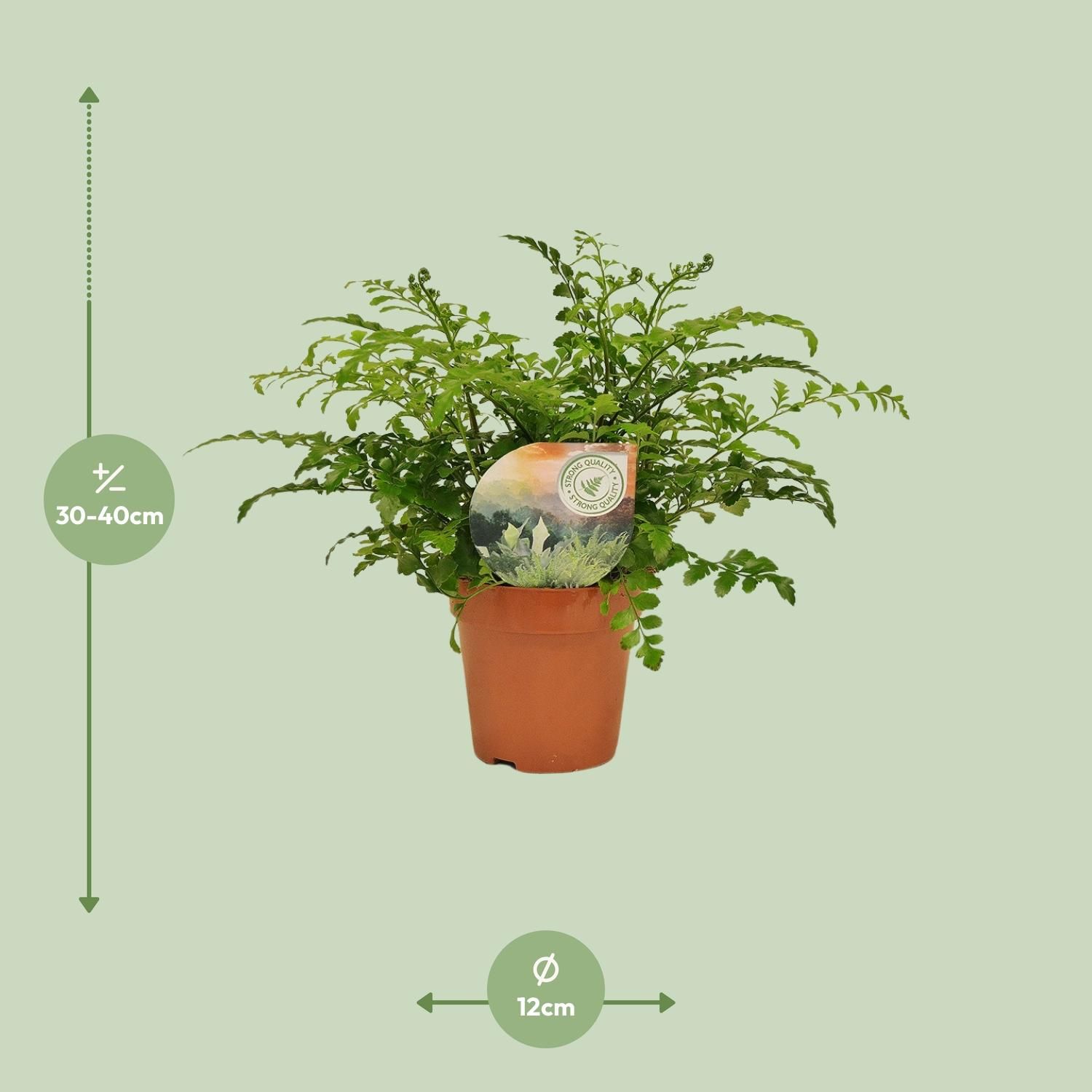 Asplenium Parvati (16775)