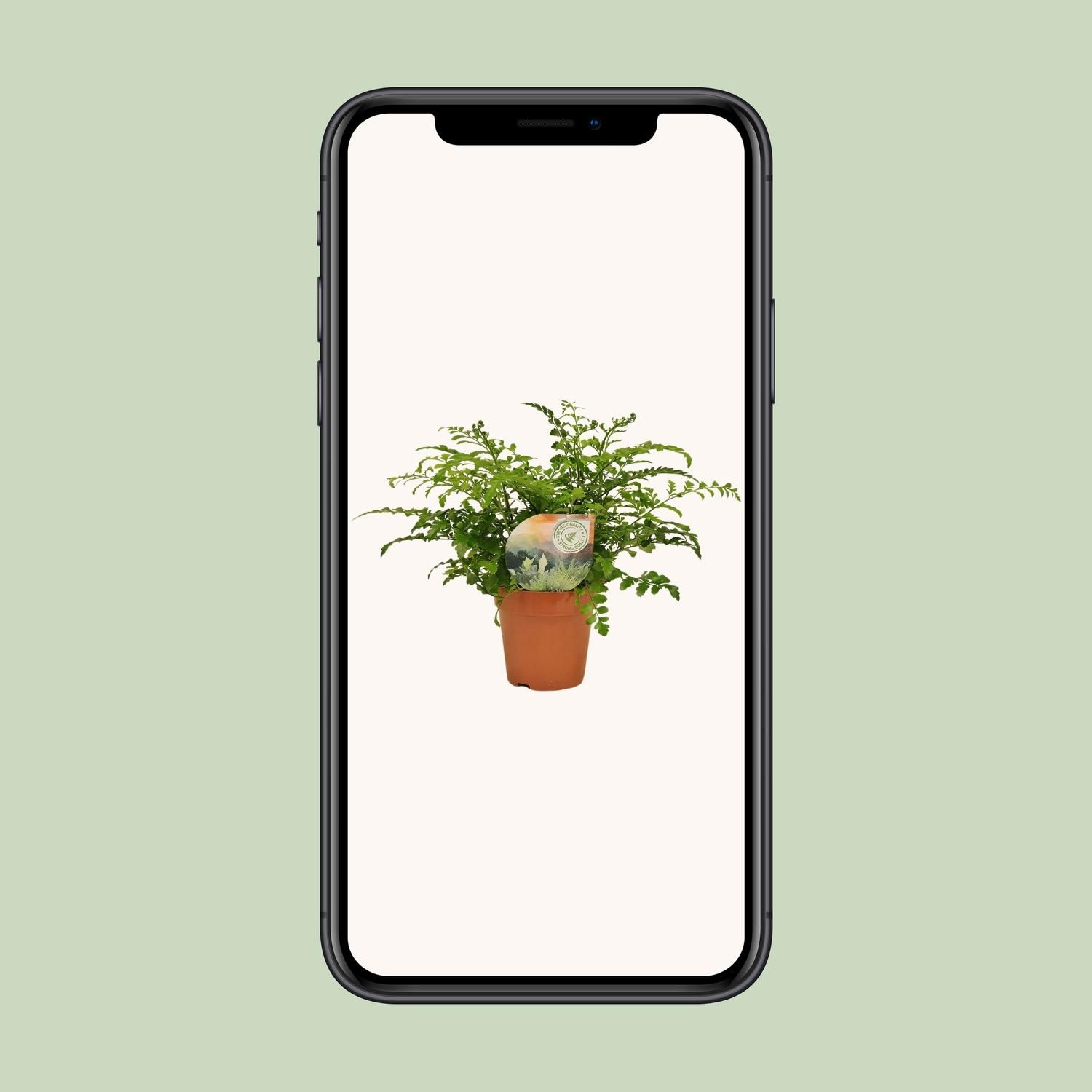 Asplenium Parvati (16775)