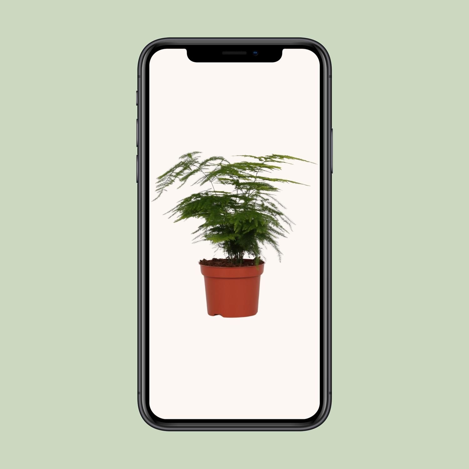 Asparagus Setaceus (8720634285650)