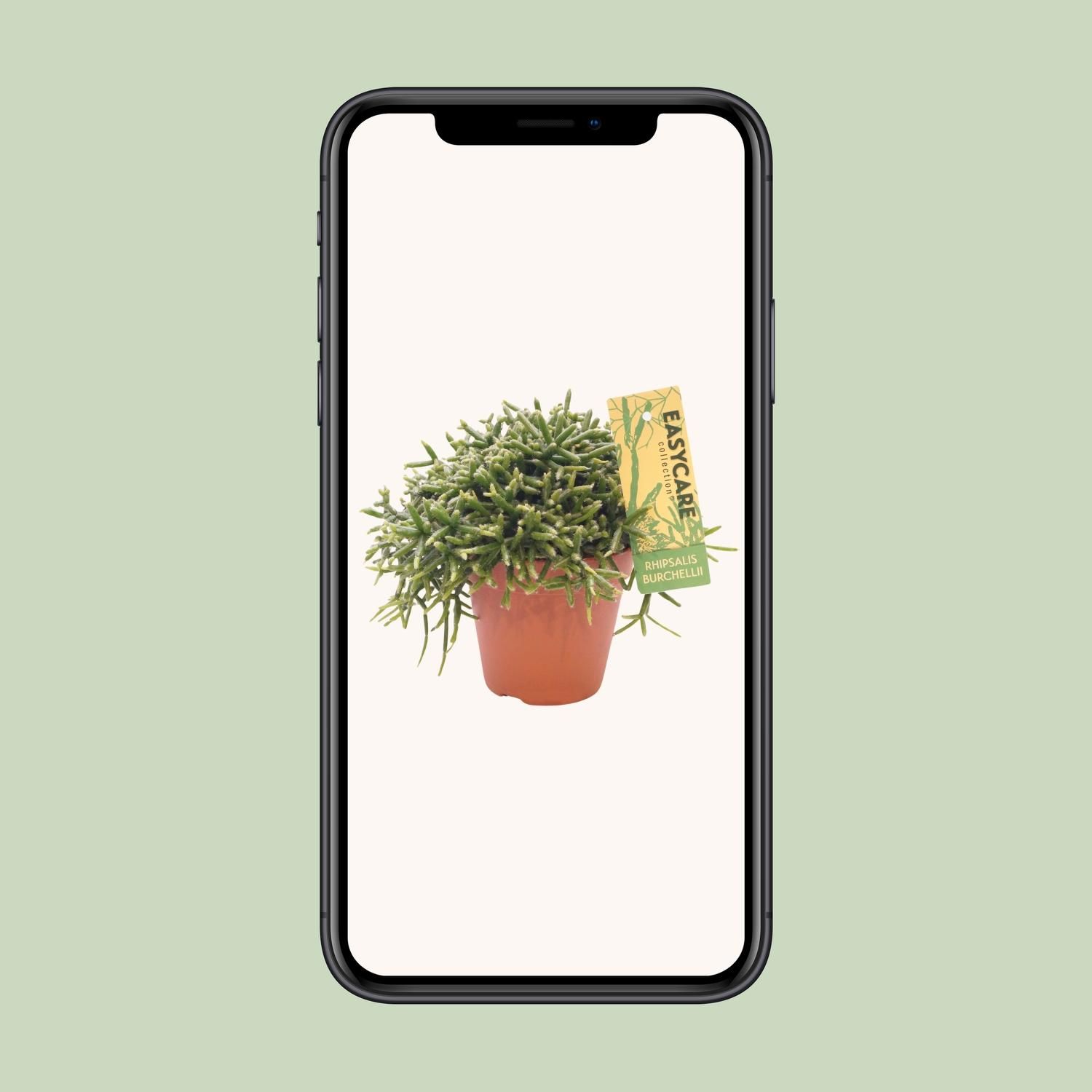 Rhipsalis Burchellii - Ø12 ↕20 (12033)