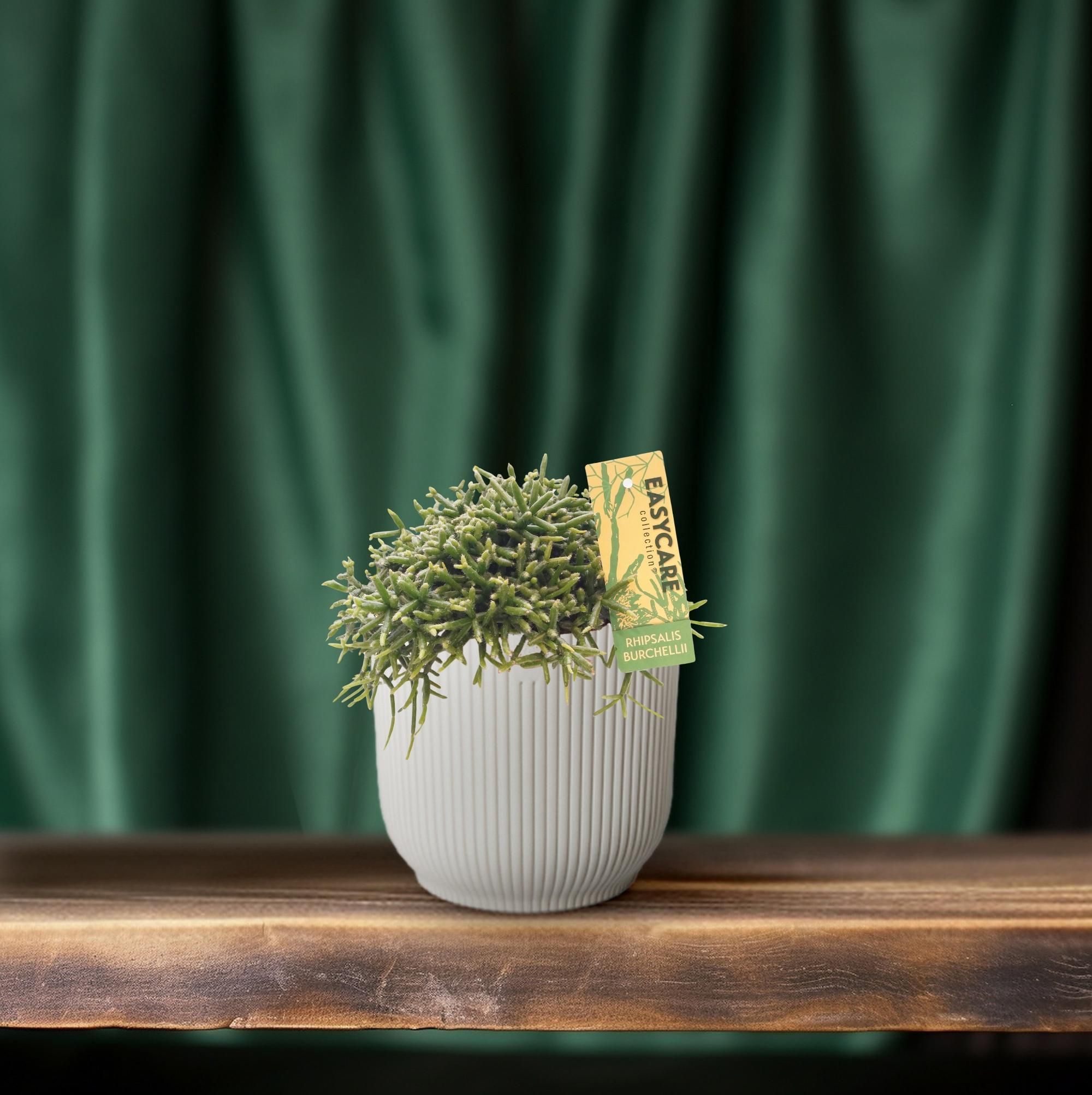 Rhipsalis Burchellii - Ø12 ↕20 (12033)