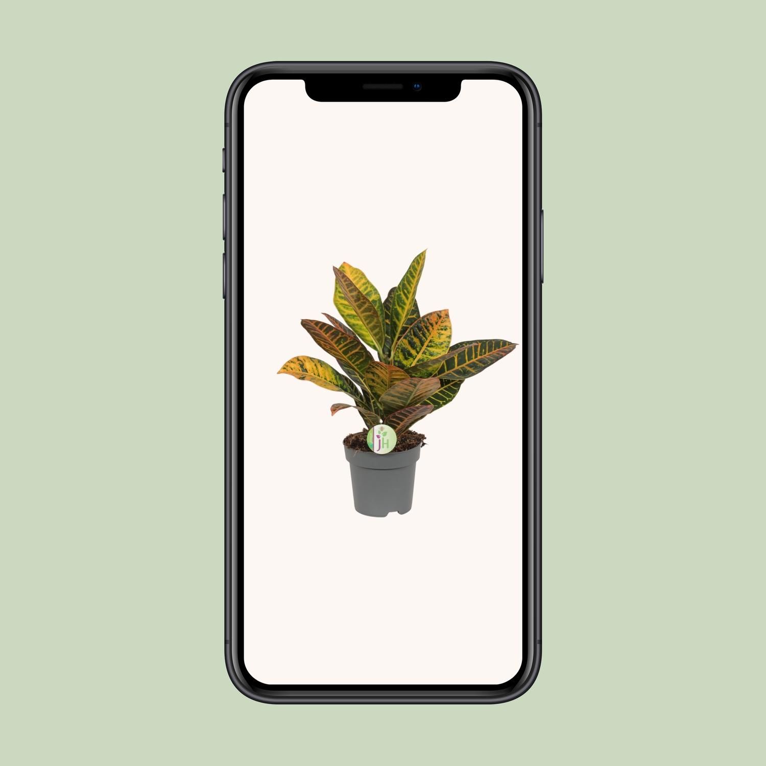 Codiaeum Petra - Croton (8720634284318)