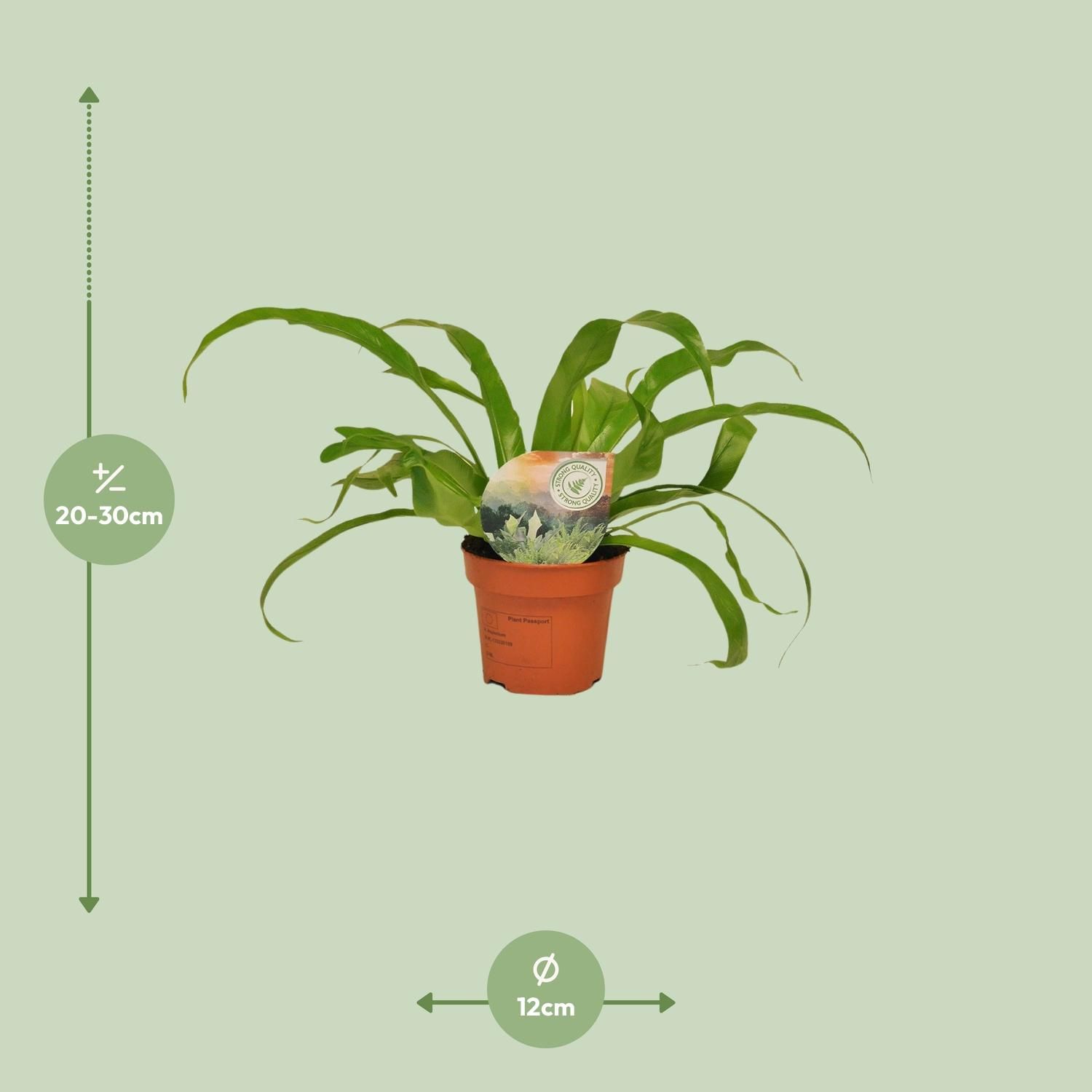 Asplenium Antiquum (9899)