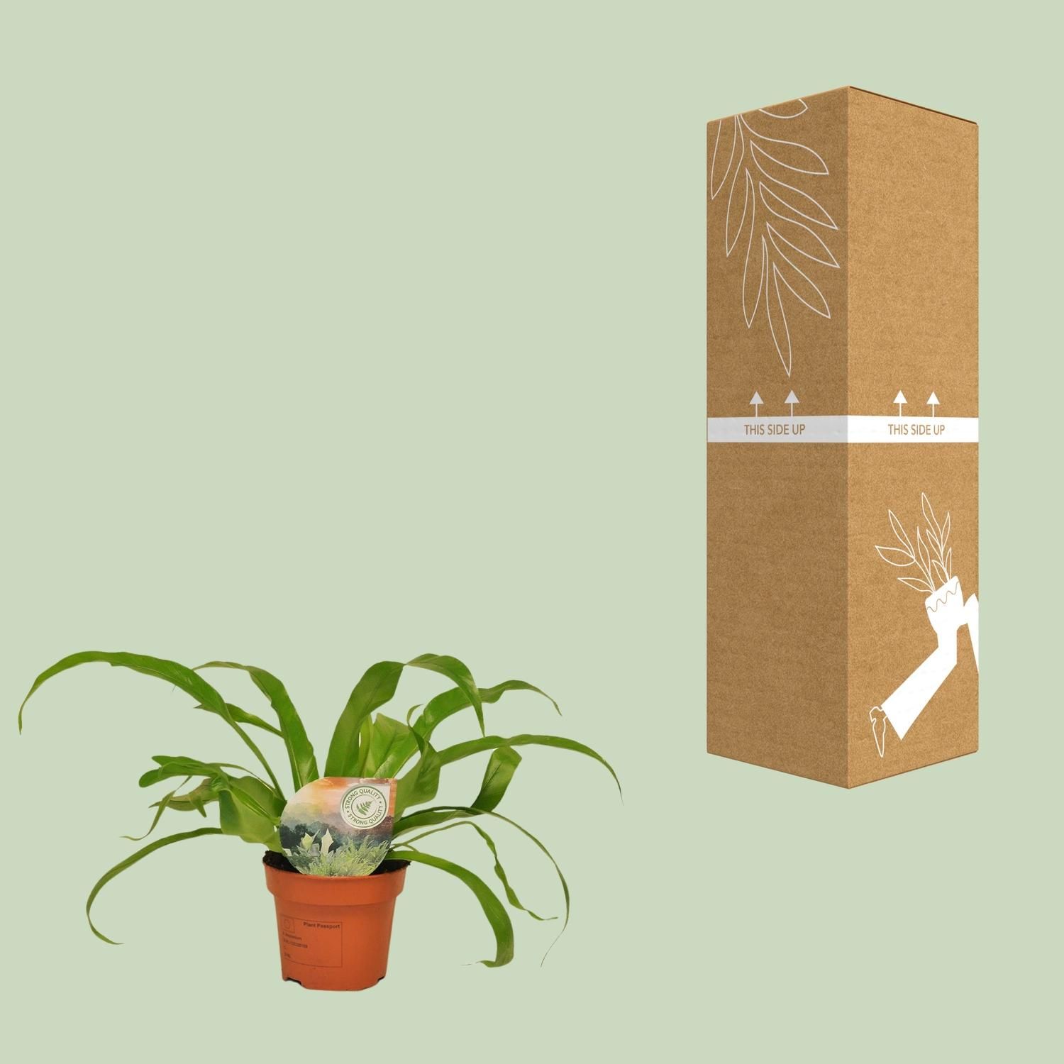 Asplenium Antiquum (9899)