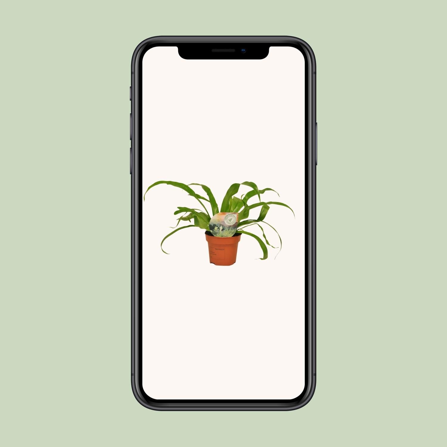 Asplenium Antiquum (9899)