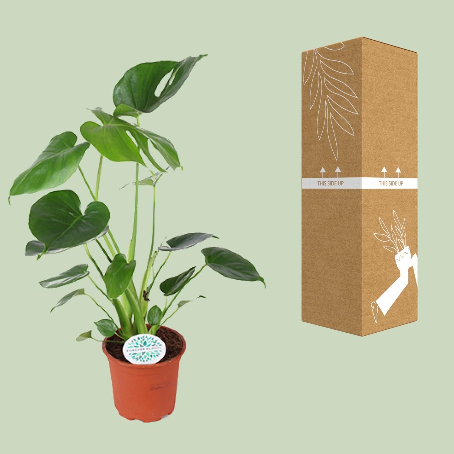 Monstera Deliciosa (15805)