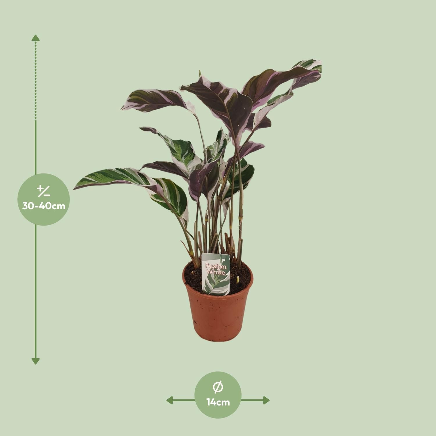 Calathea Fusion White Basic (13066)
