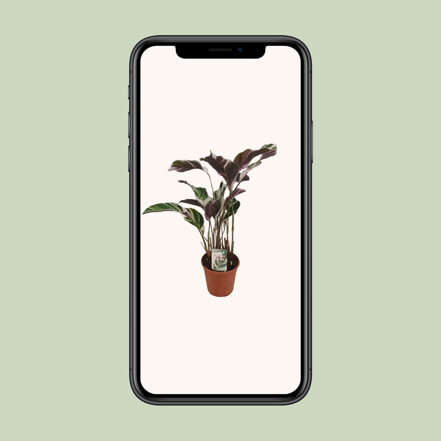 Calathea Fusion White Basic (13066)