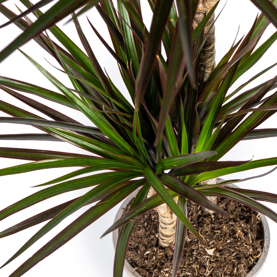 Dracaena Marginata Magenta Ø19cm - ↕70 (49808)