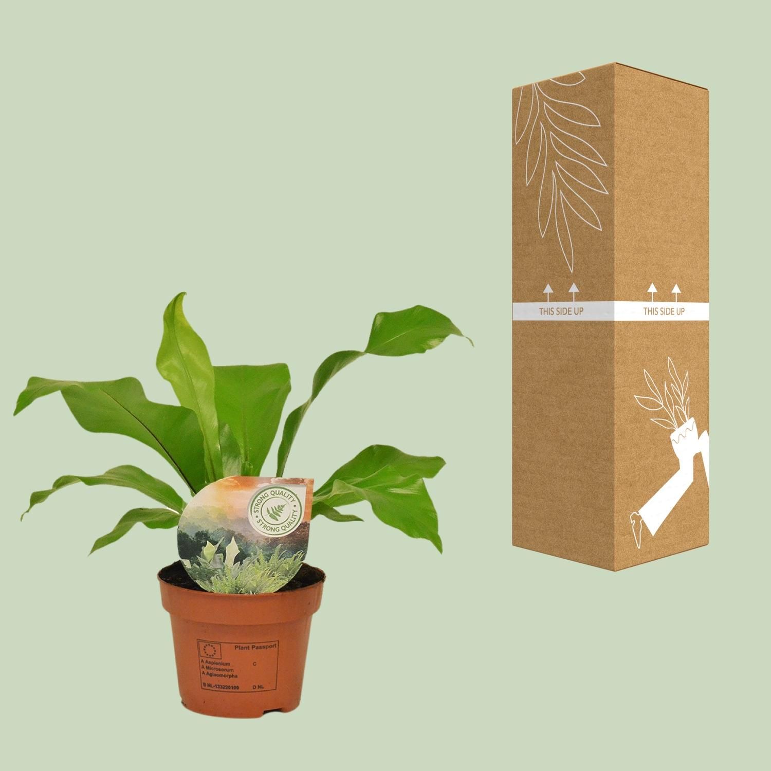 Asplenium Nidus (16771)