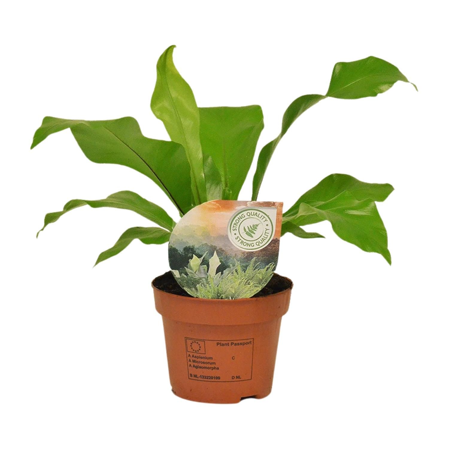 Asplenium Nidus (16771)