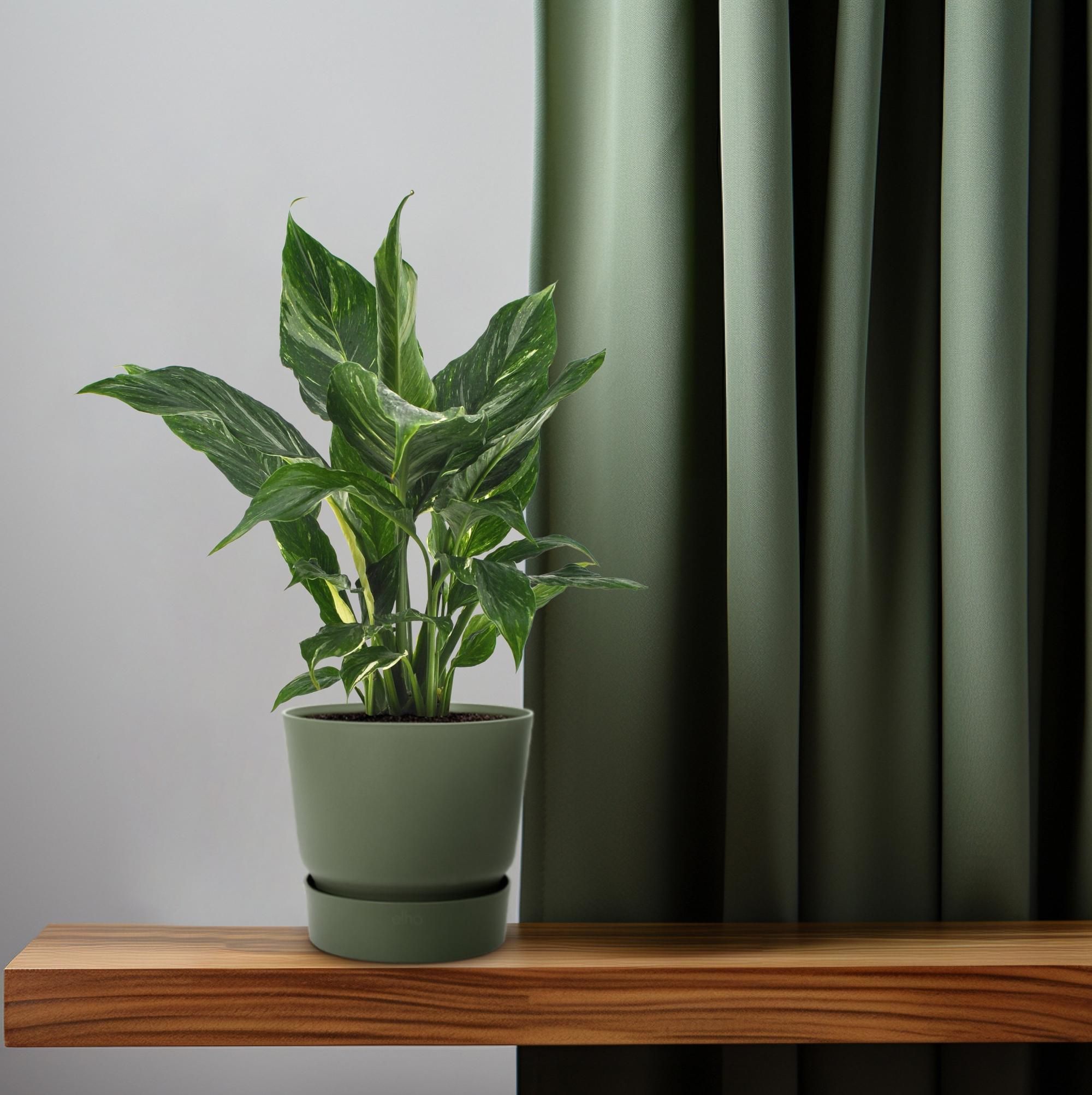 Spathiphyllum Diamond (18278)