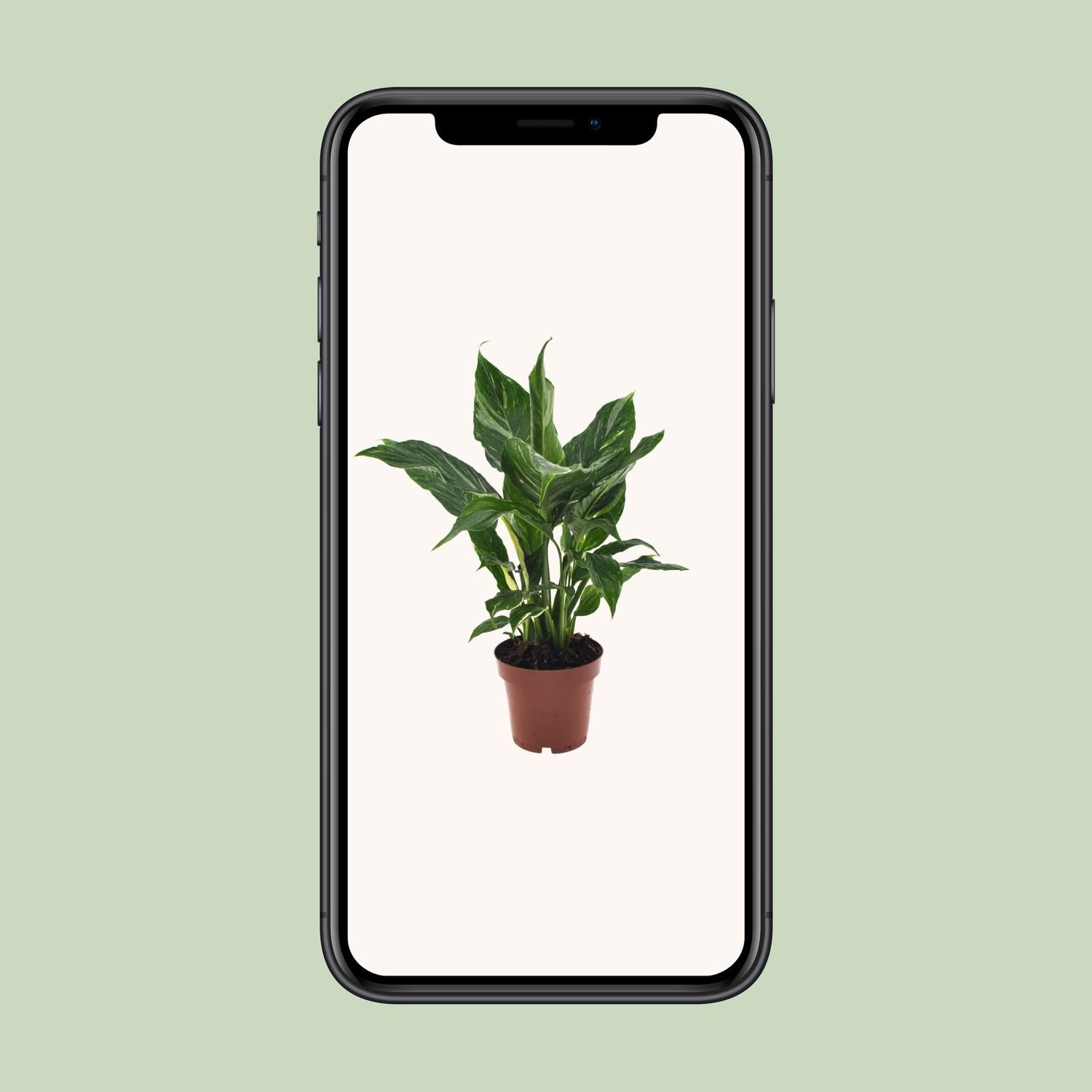 Spathiphyllum Diamond (18278)