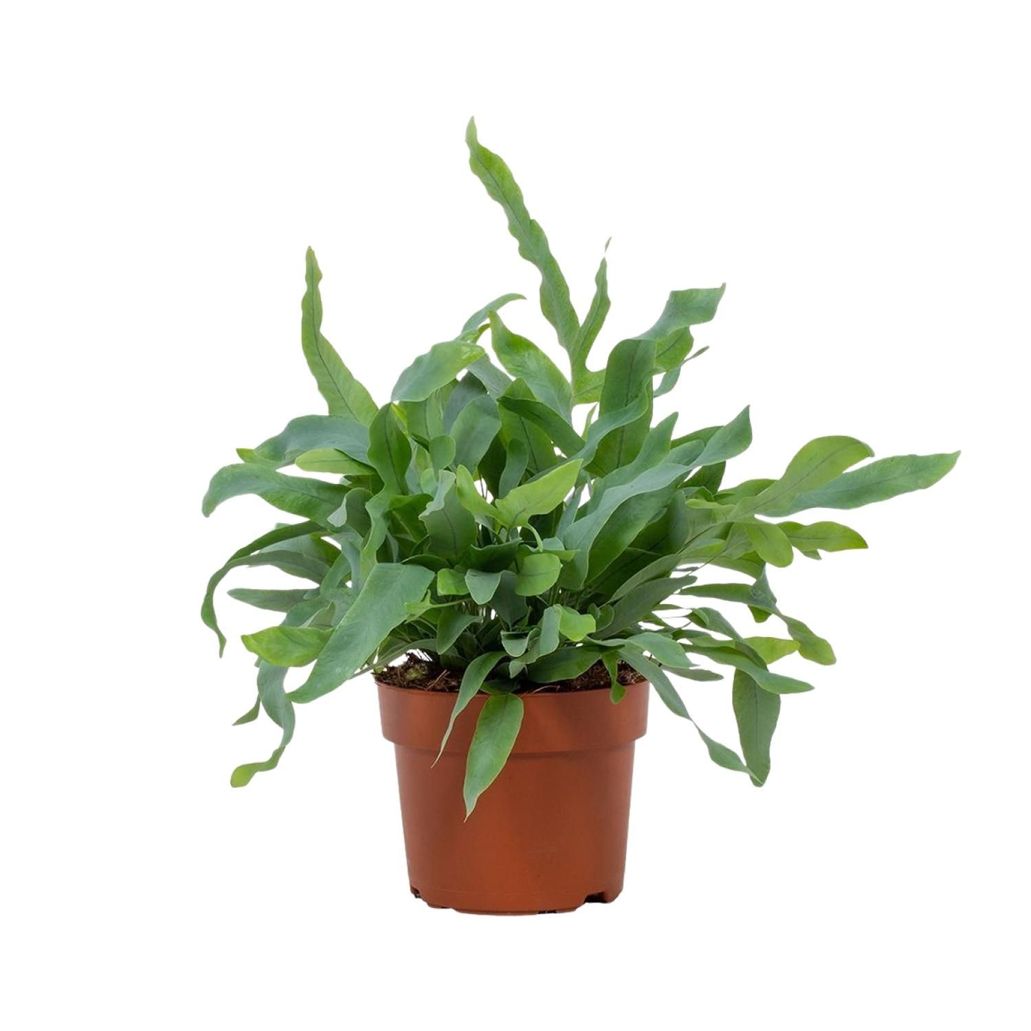 Phlebodium Blue Star 12cm (28810)