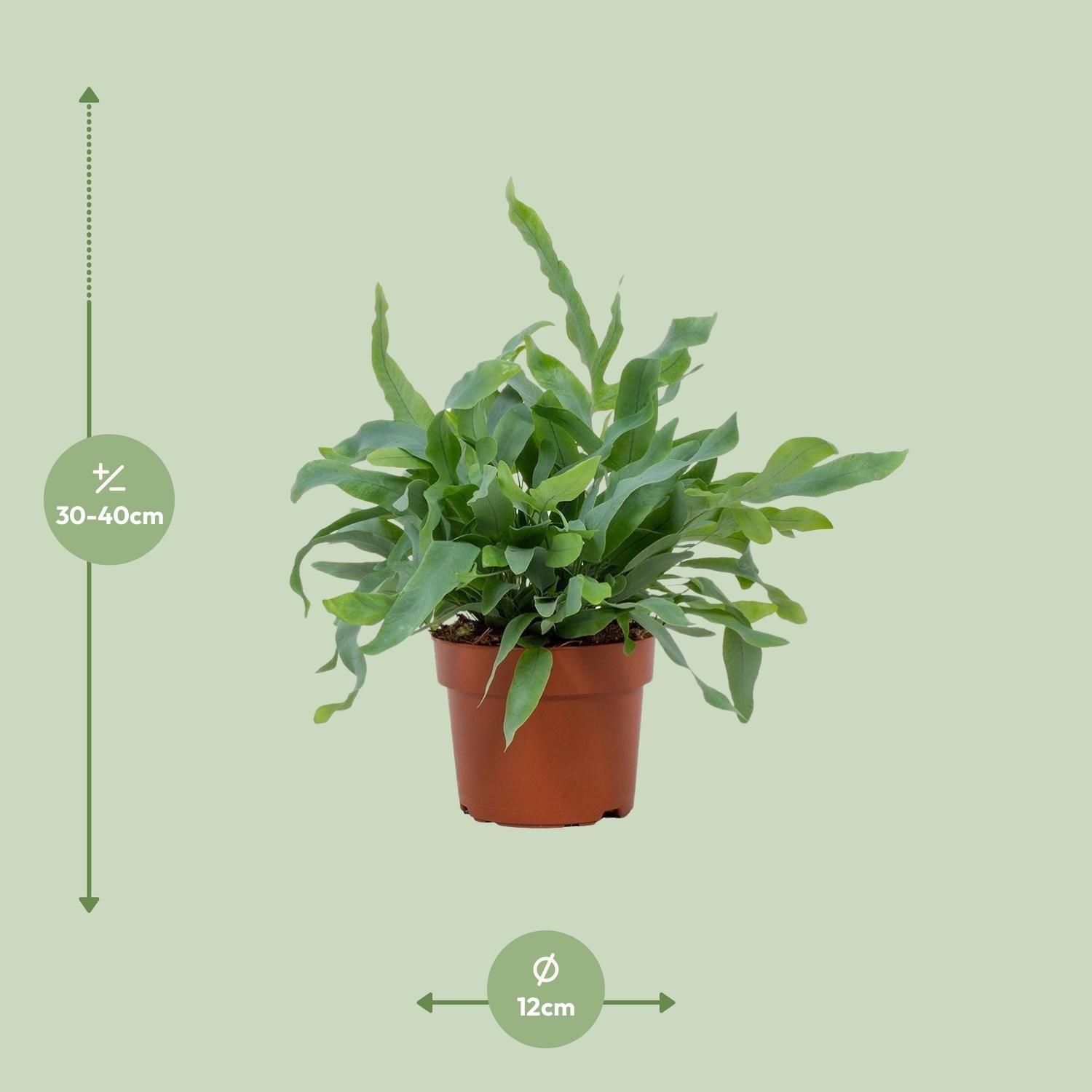 Phlebodium Blue Star 12cm (28810)